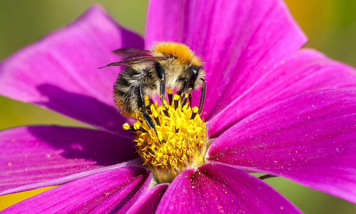 Netzwerk Naturgarten, BONJOUR NATURE im Neugarten
