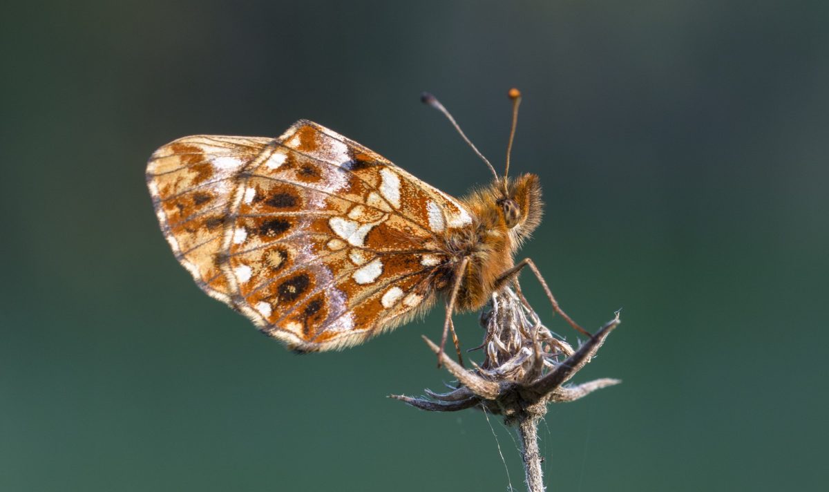 Netzwerk Naturgarten, Schmetterlingsgipfel
