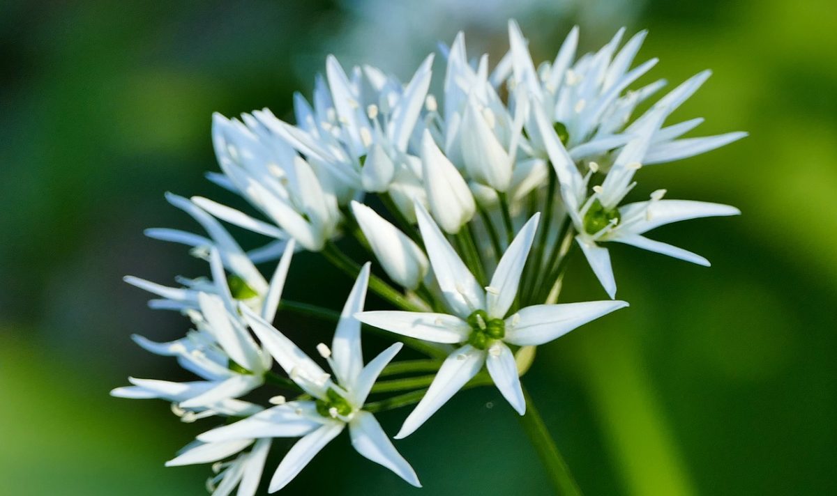 Netzwerk Naturgarten, Kräuter im Stadtwald