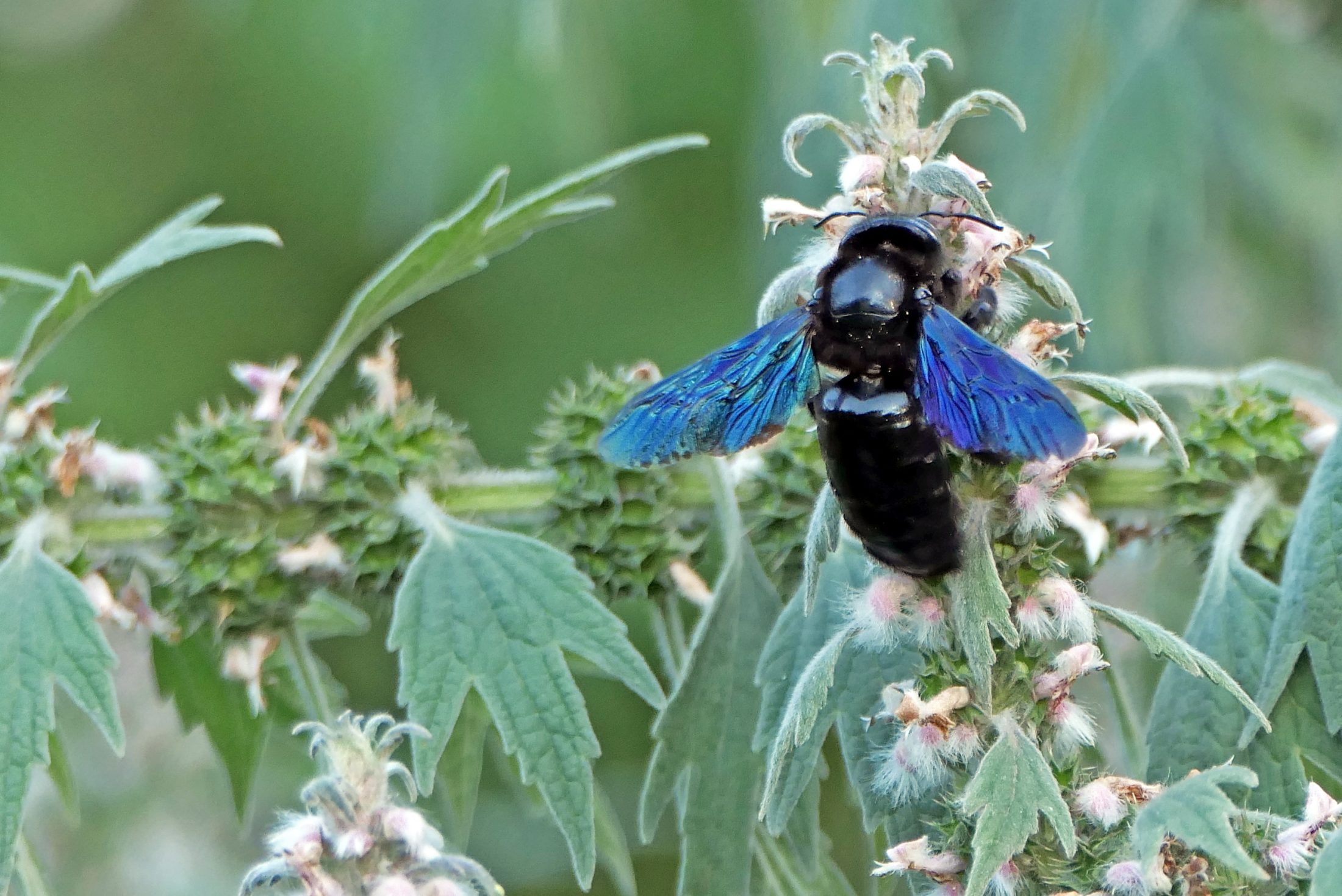 Netzwerk Naturgarten, Bienenzauber 2025