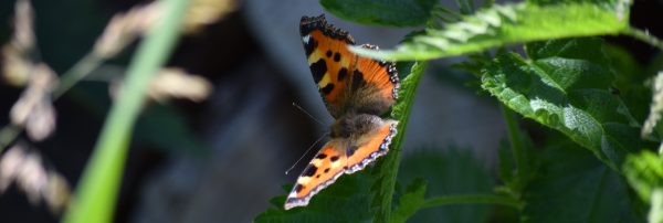 Netzwerk Naturgarten, Neue Projekt-Mitarbeiterin
