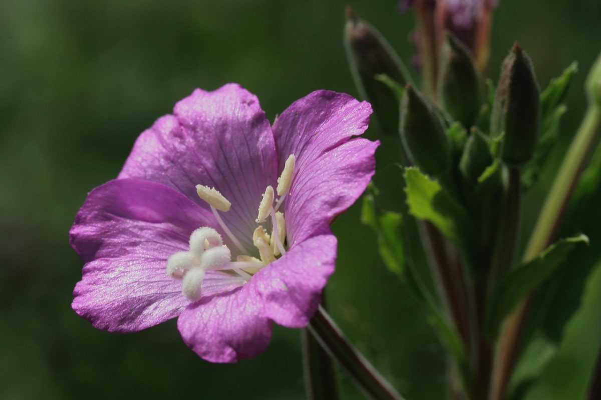 Netzwerk Naturgarten, Entlebucher Kräuter- & Wildpflanzenmarkt