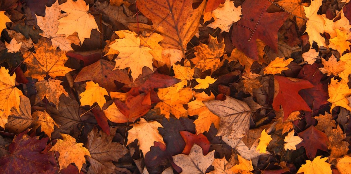 Netzwerk Naturgarten, Herbst-Impulse: Netzwerk-Event für Lehrpersonen