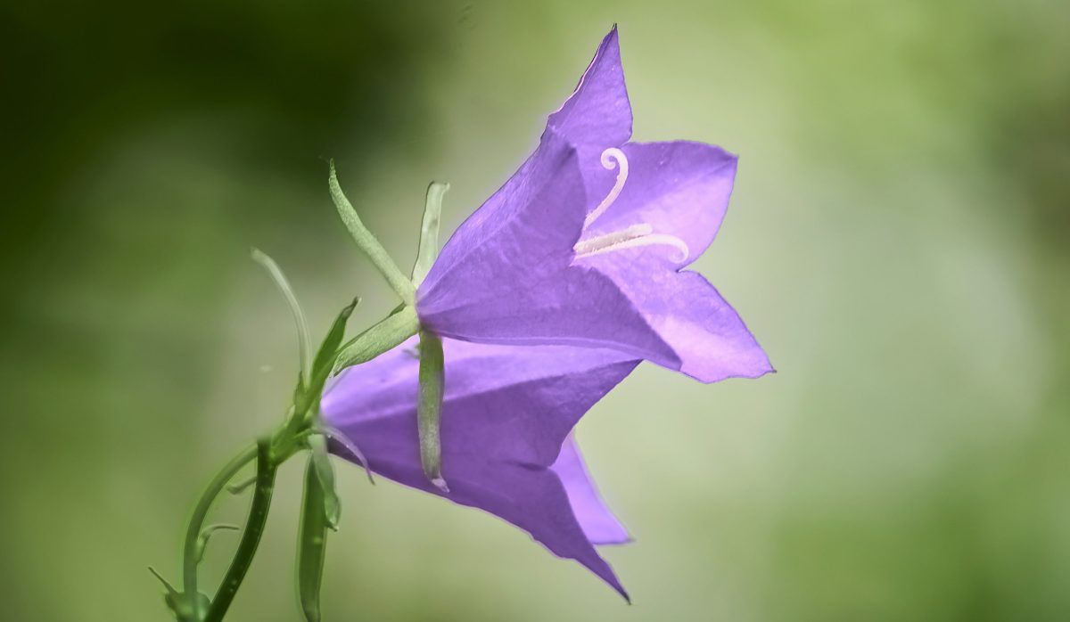 Netzwerk Naturgarten, Blumenmarkt La Neuveville