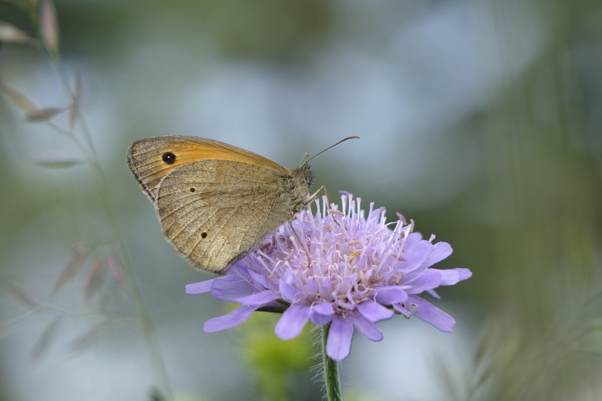 Netzwerk Naturgarten, Falter-Garten-Rundgang
