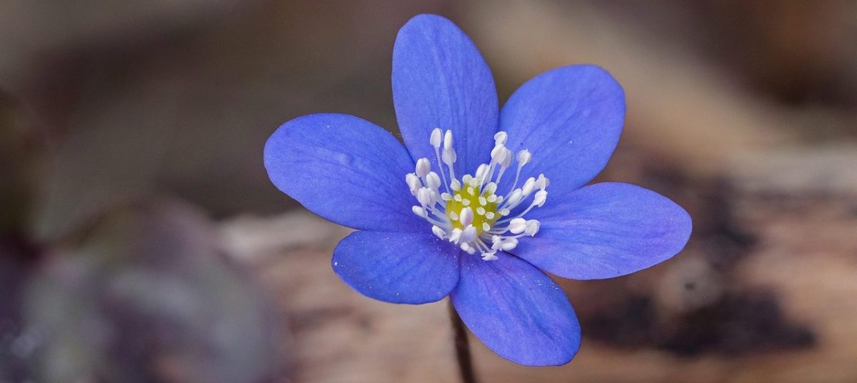 Netzwerk Naturgarten, Frühlingsmarkt (ehemals Tomatensetzlingsmarkt)
