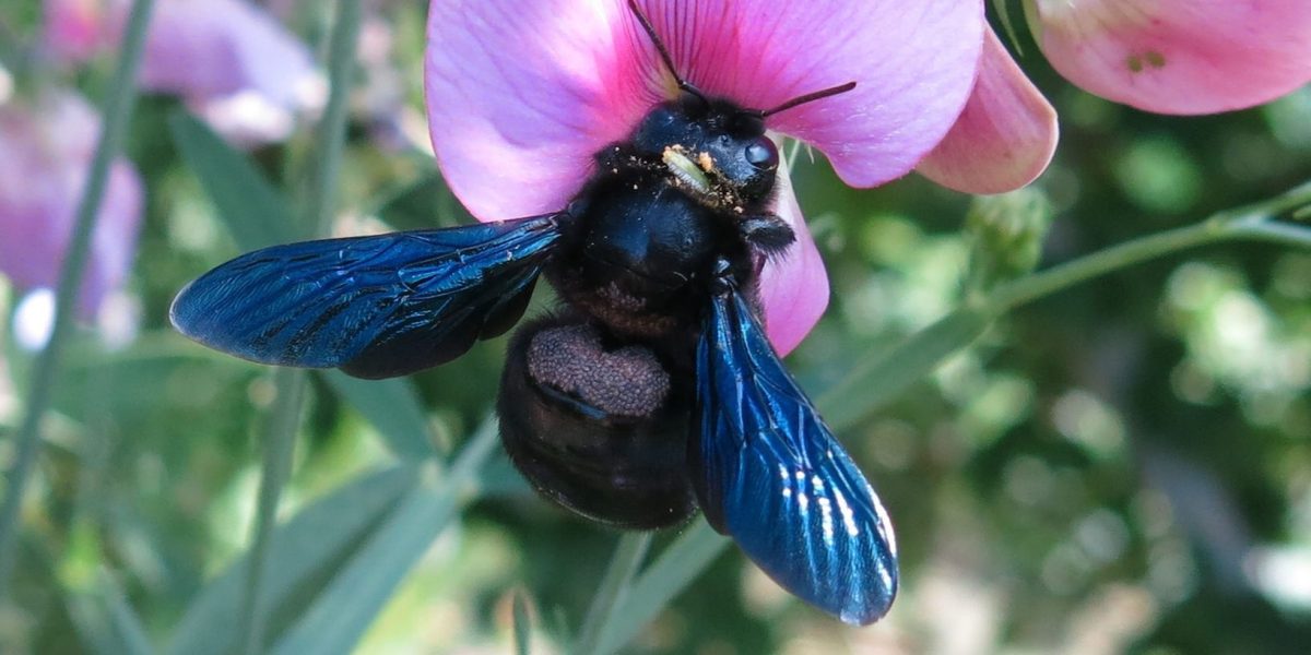 Eine Holzbiene sitzt auf einer Blüte. | Netzwerk Naturgarten