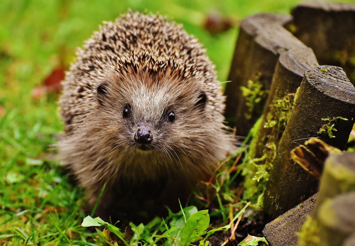 Netzwerk Naturgarten, Pro Natura: Der Igel – stacheliger Gartenfreund