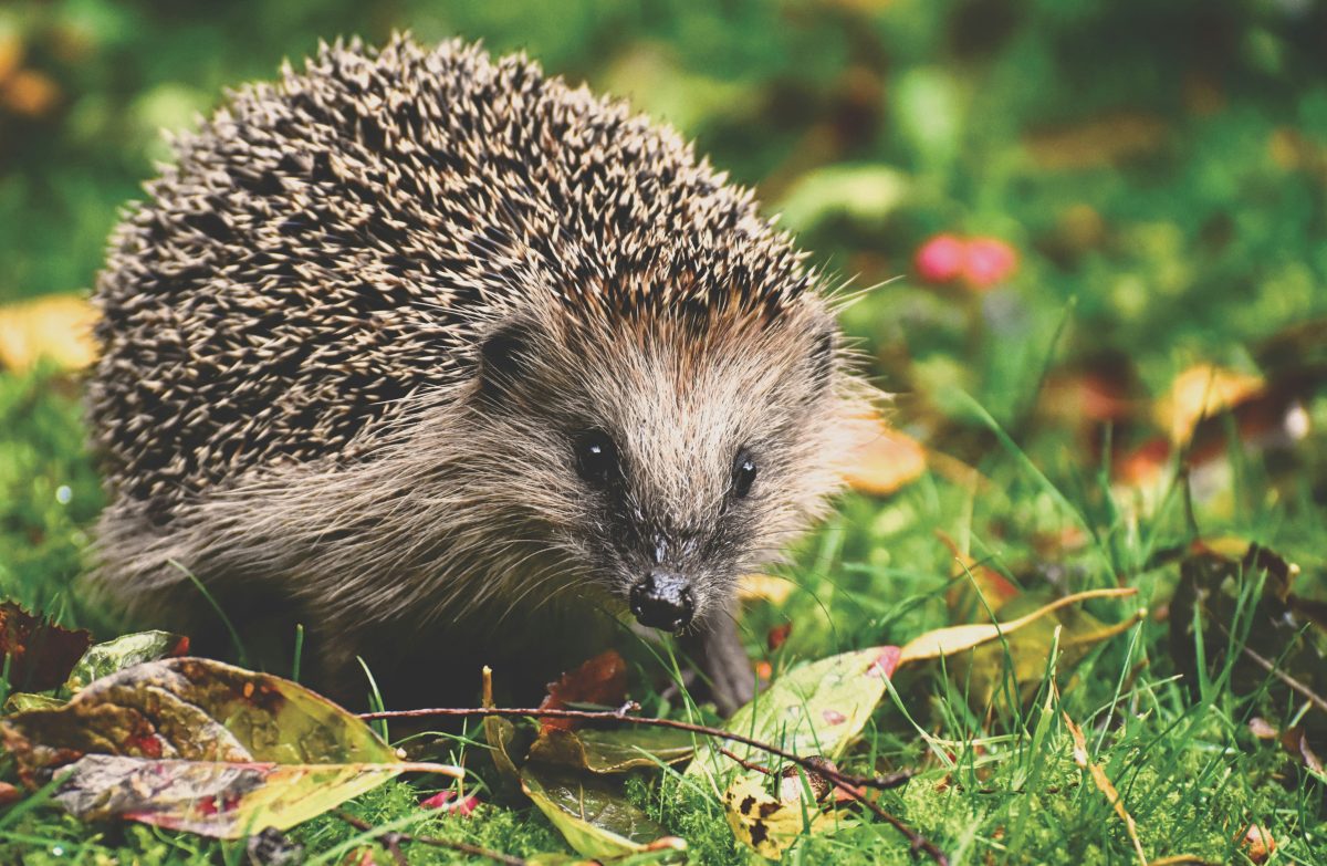 Netzwerk Naturgarten, Auf der Spur von Igel, Eichhörnchen & Co.
