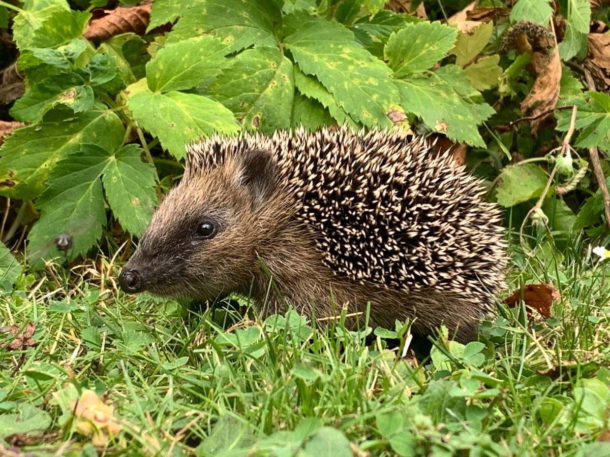 Netzwerk Naturgarten, Freie Bahn für Igel und Co.
