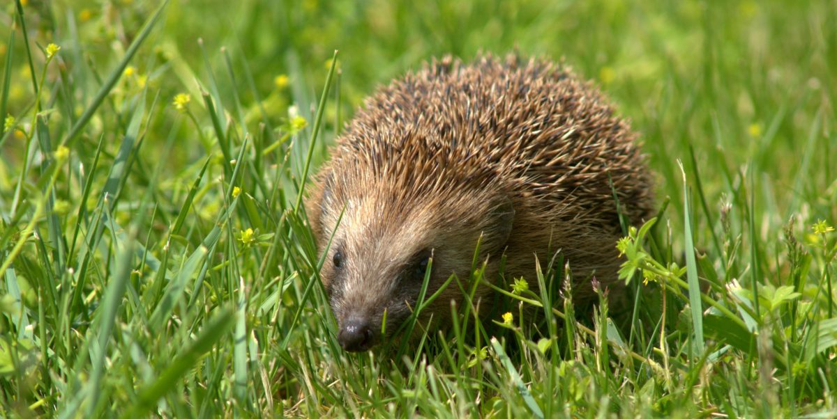 Netzwerk Naturgarten, Igel – der stachelige Gartenbewohner