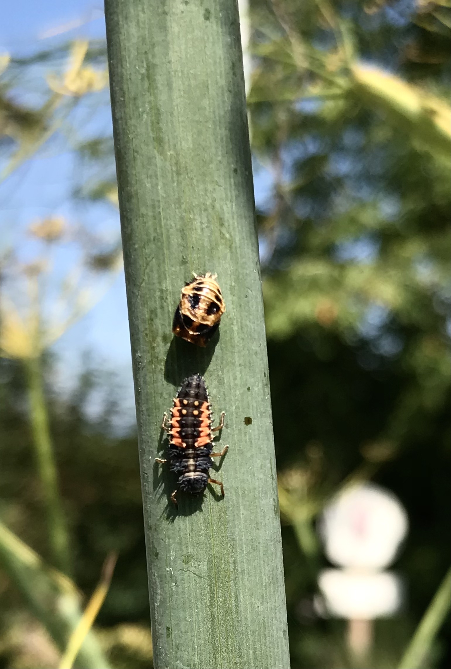Netzwerk Naturgarten, Schulnaturgarten Horriwil 2025