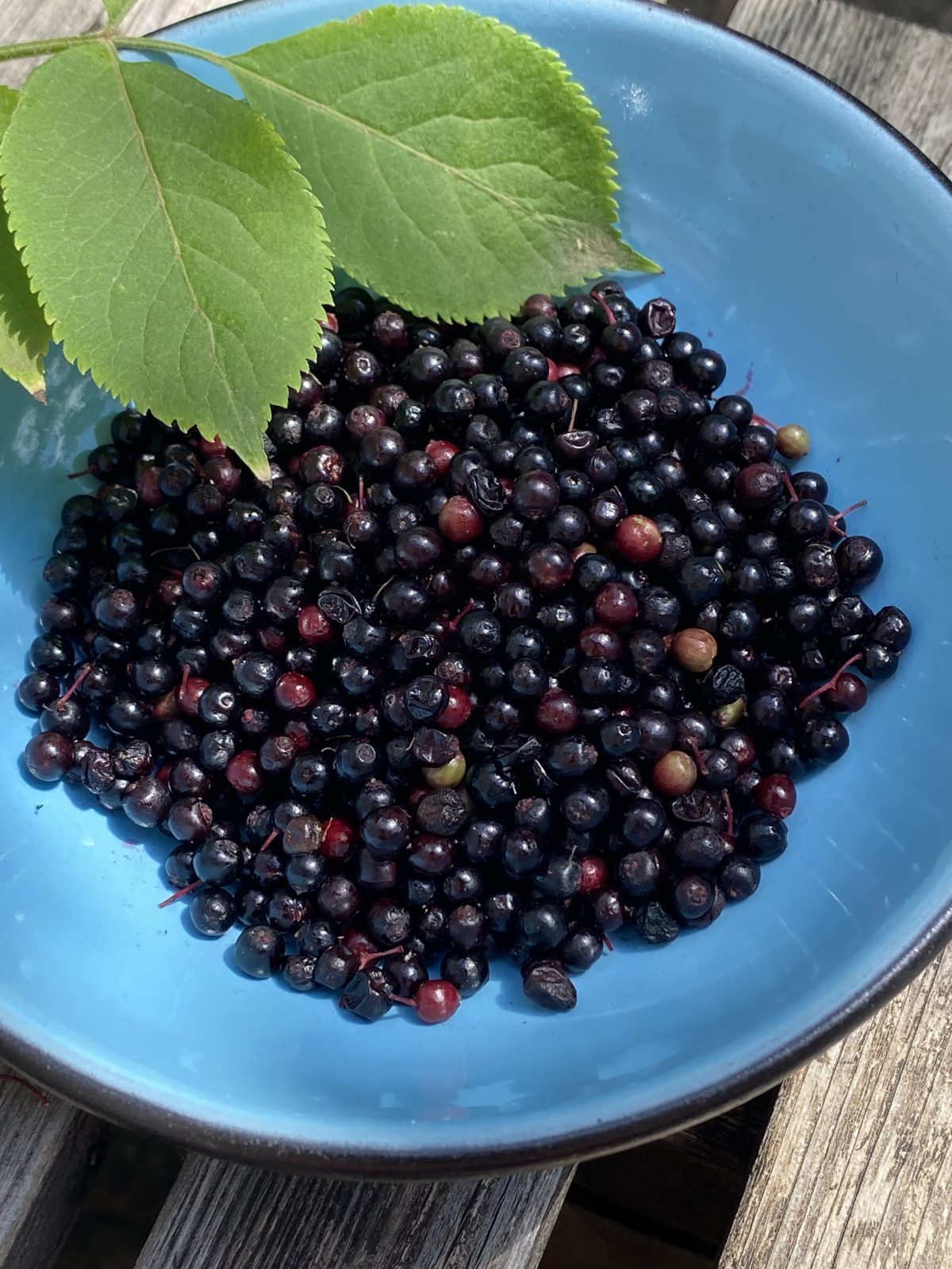 Netzwerk Naturgarten, Wildfrüchte ernten und verarbeiten