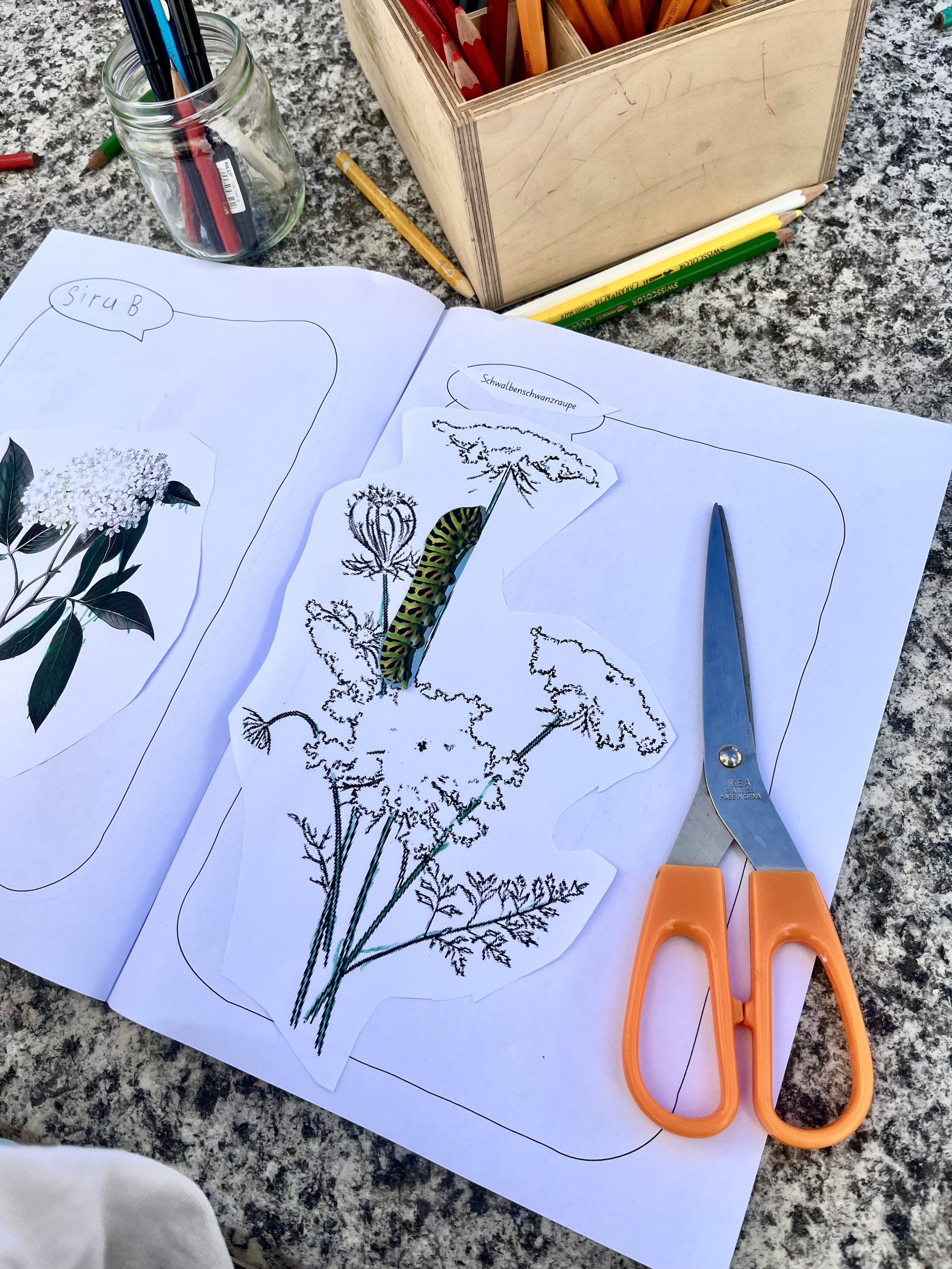 Netzwerk Naturgarten, Wilde Kräuter – entdecken und essen 24.6.25
