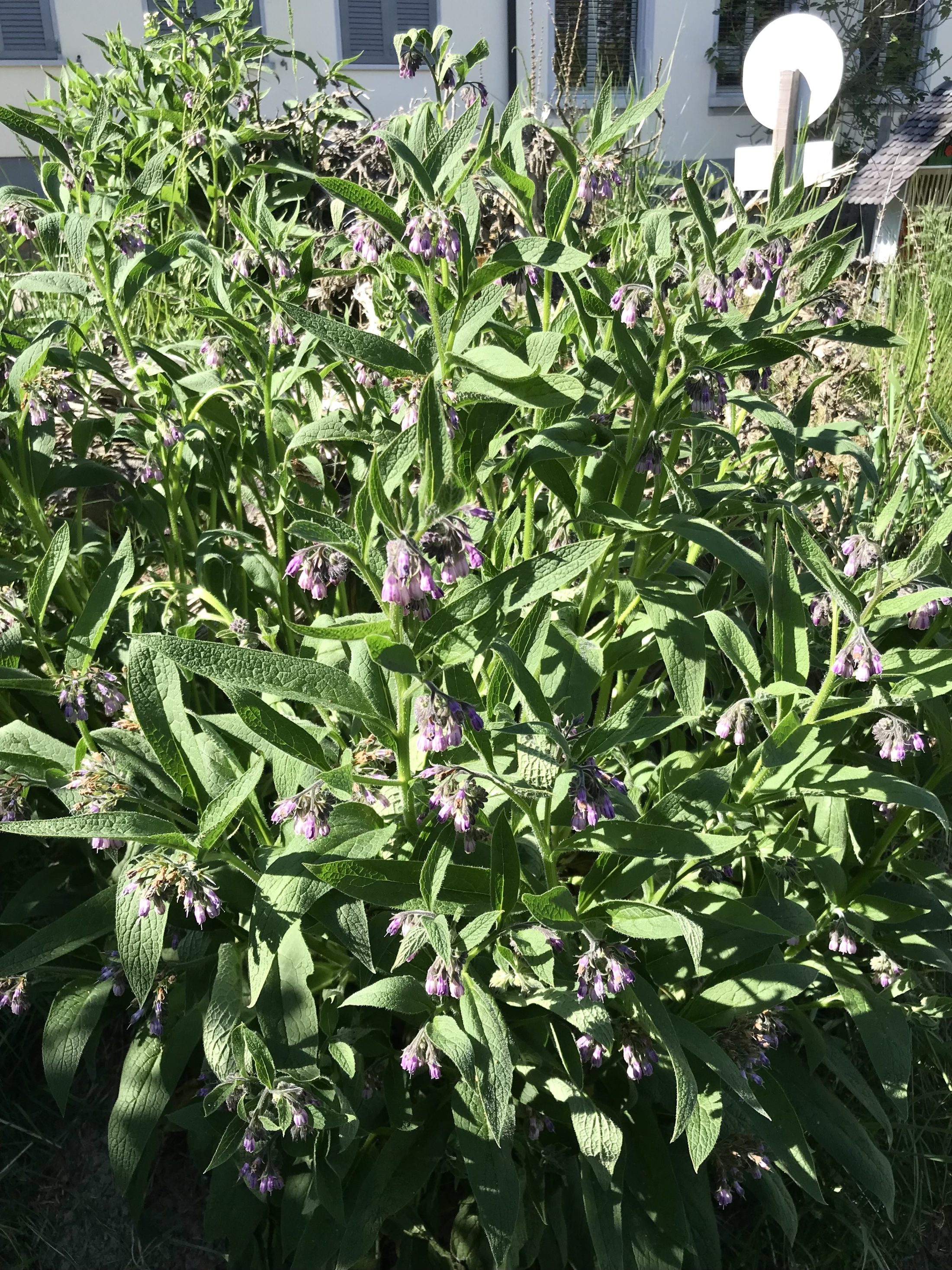 Netzwerk Naturgarten, Schulnaturgarten Horriwil 2025
