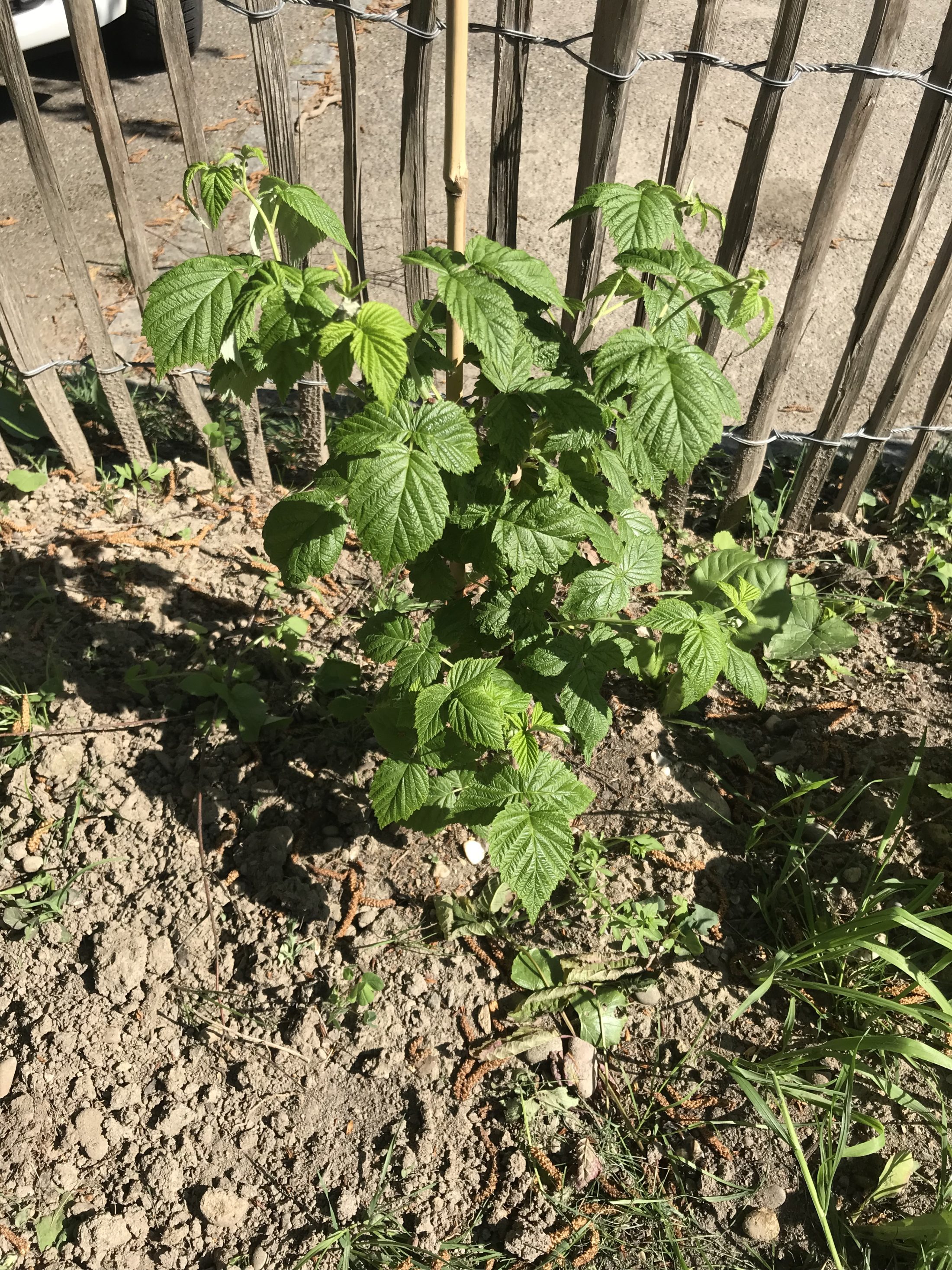 Netzwerk Naturgarten, Schulnaturgarten Horriwil 2025