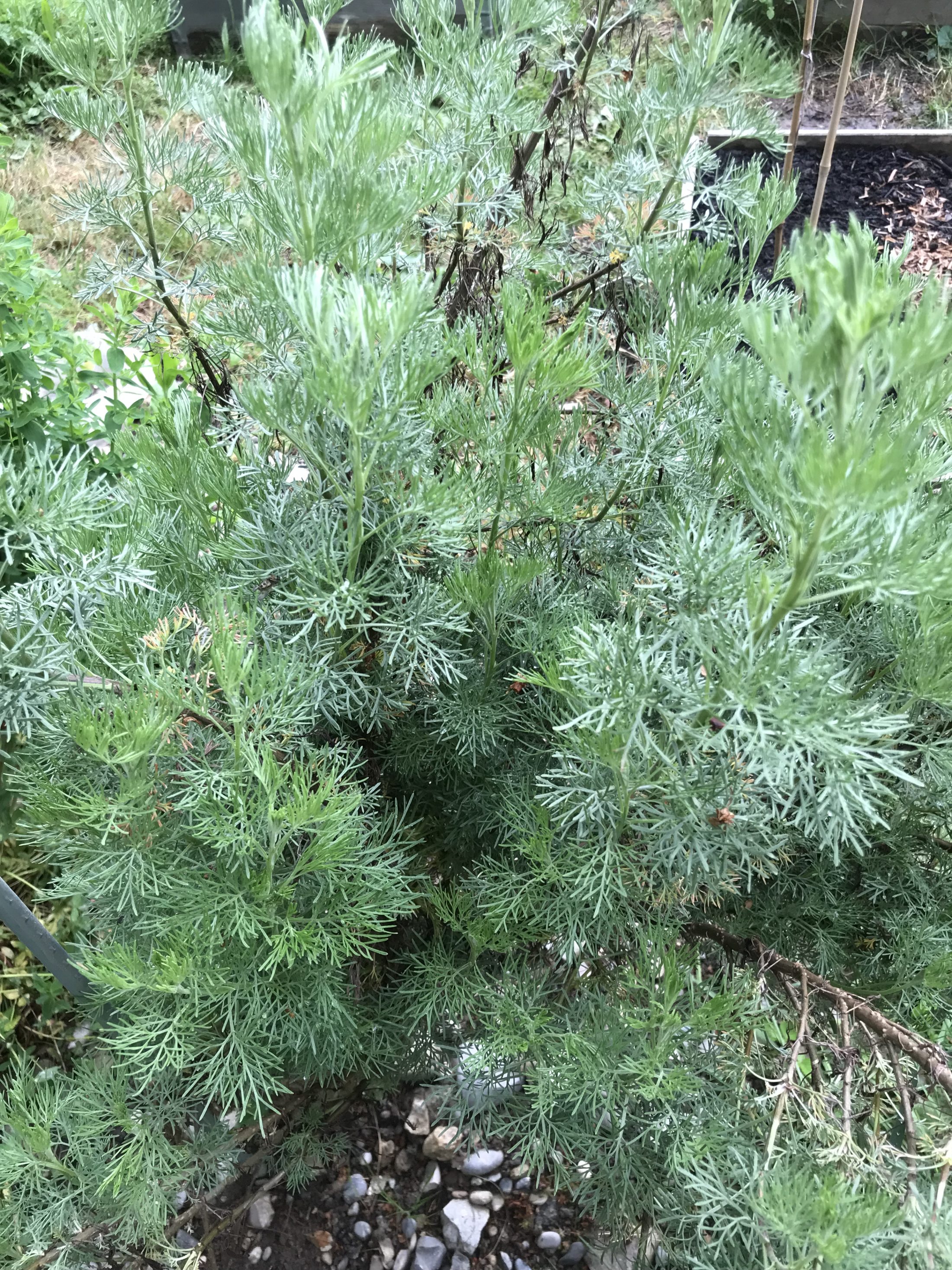 Netzwerk Naturgarten, Schulnaturgarten Horriwil 2025