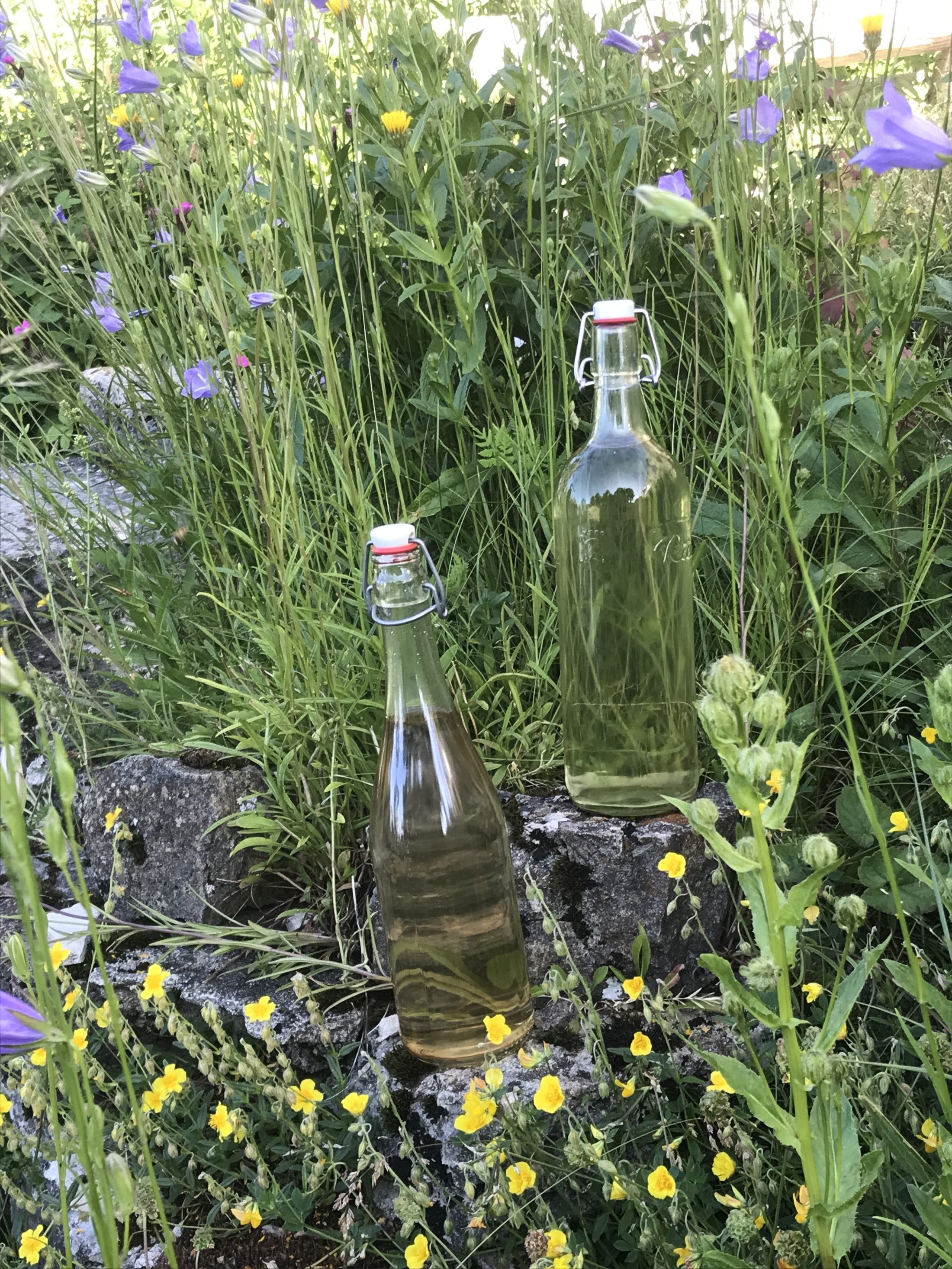 Netzwerk Naturgarten, Wilde Kräuter – entdecken und essen 24.6.25