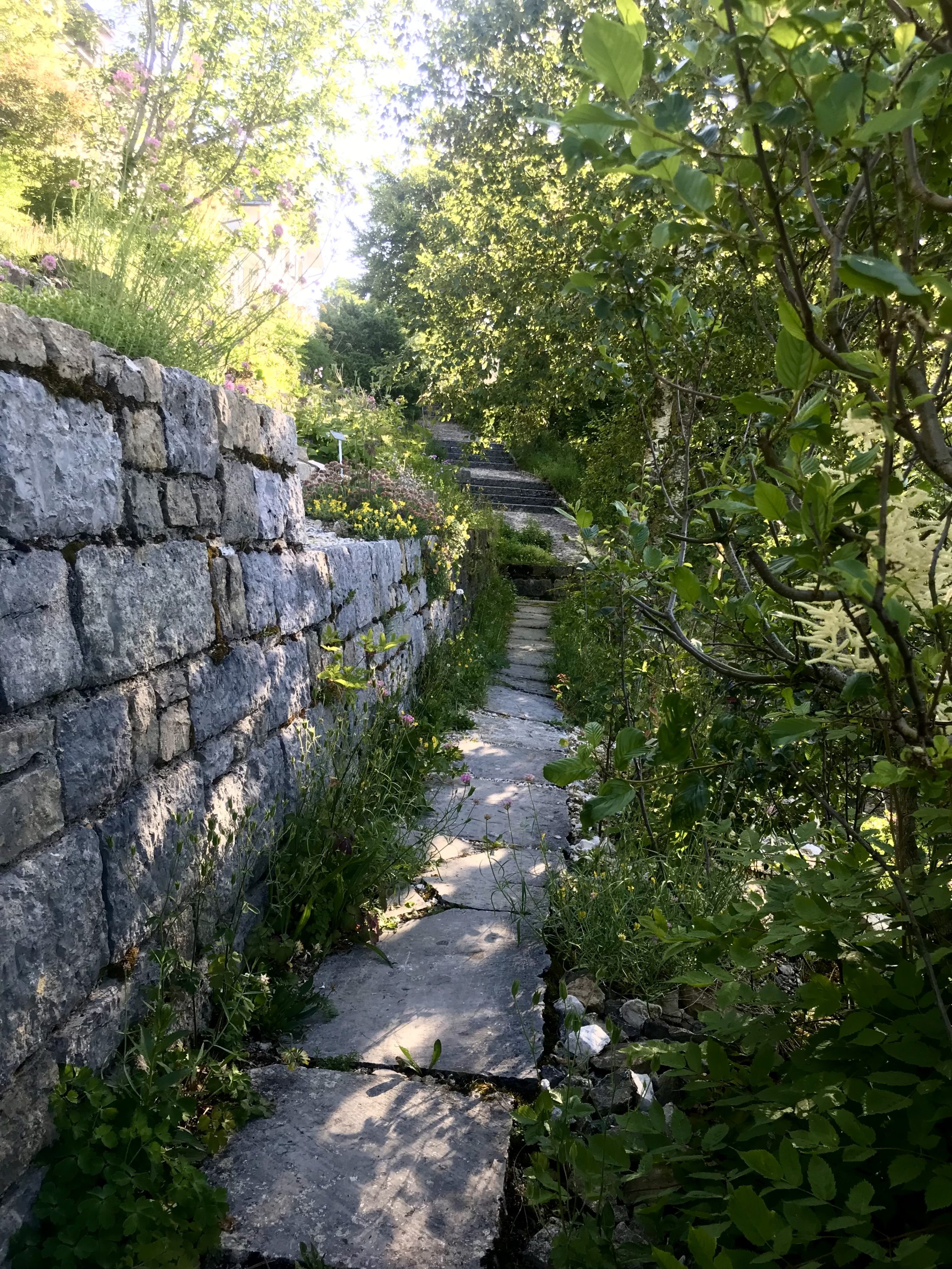 Netzwerk Naturgarten, Wilde Kräuter – entdecken und essen 24.6.25