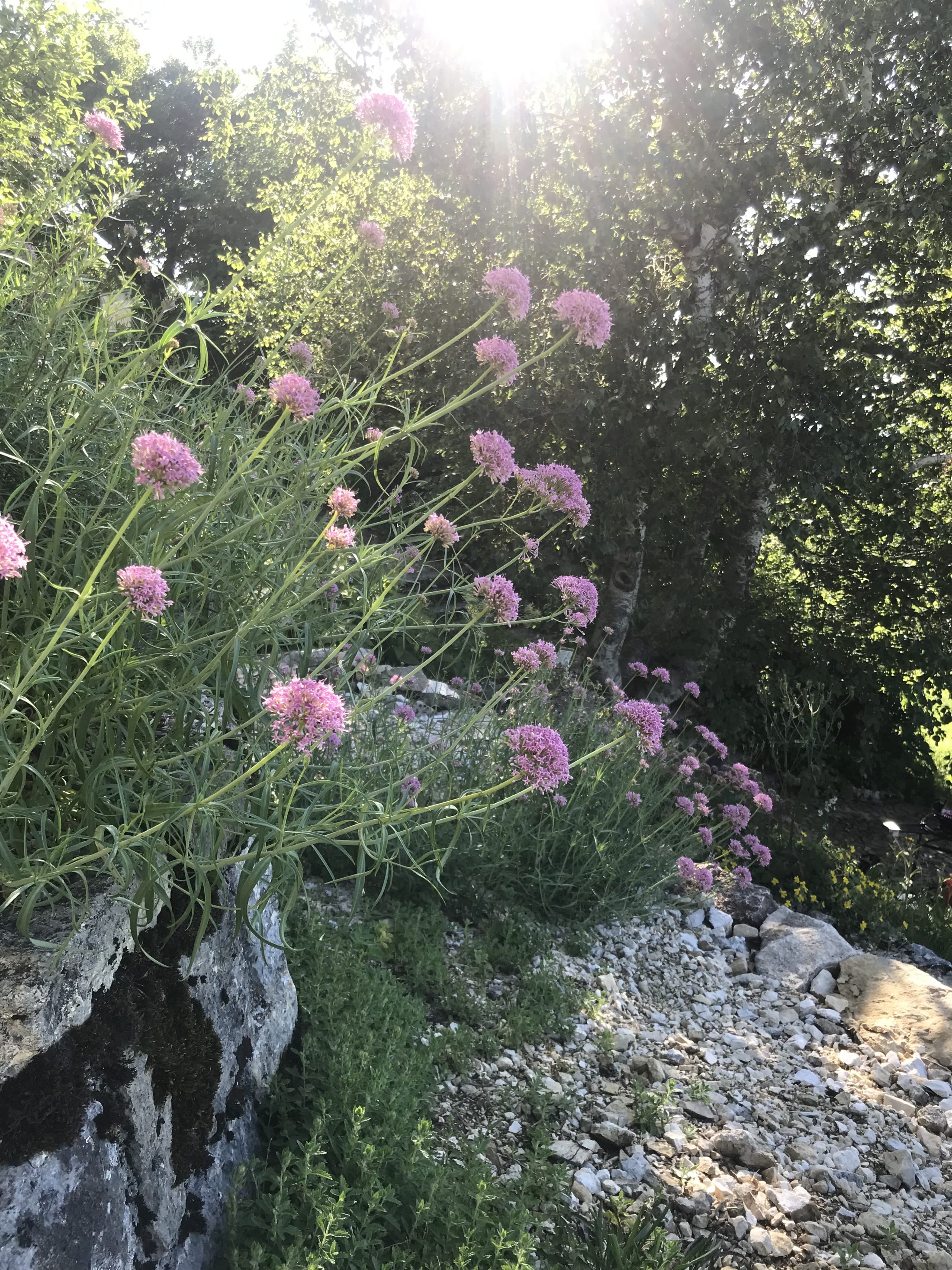 Netzwerk Naturgarten, Wilde Kräuter – entdecken und essen 24.6.25