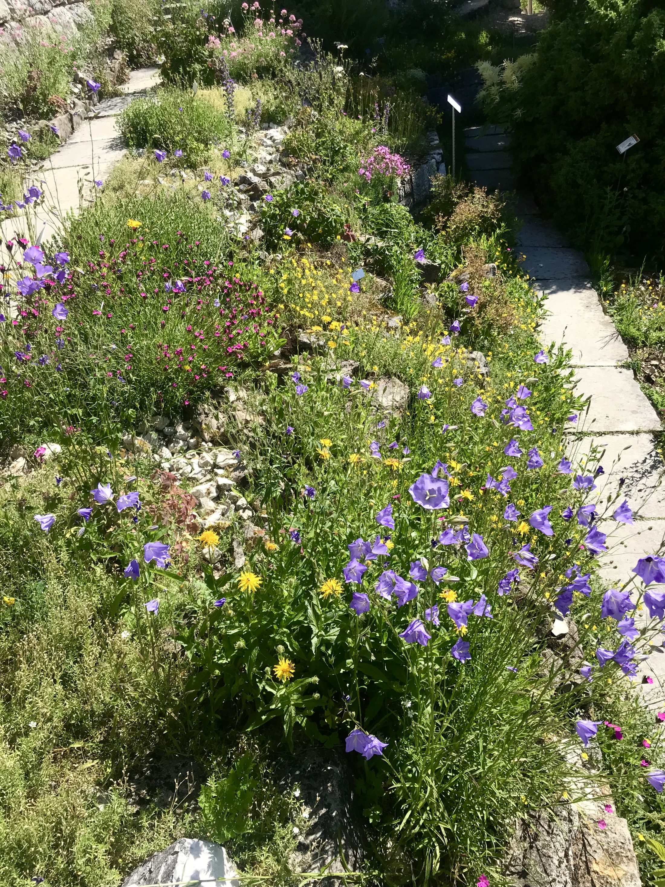Netzwerk Naturgarten, Wilde Kräuter – entdecken und essen 24.6.25