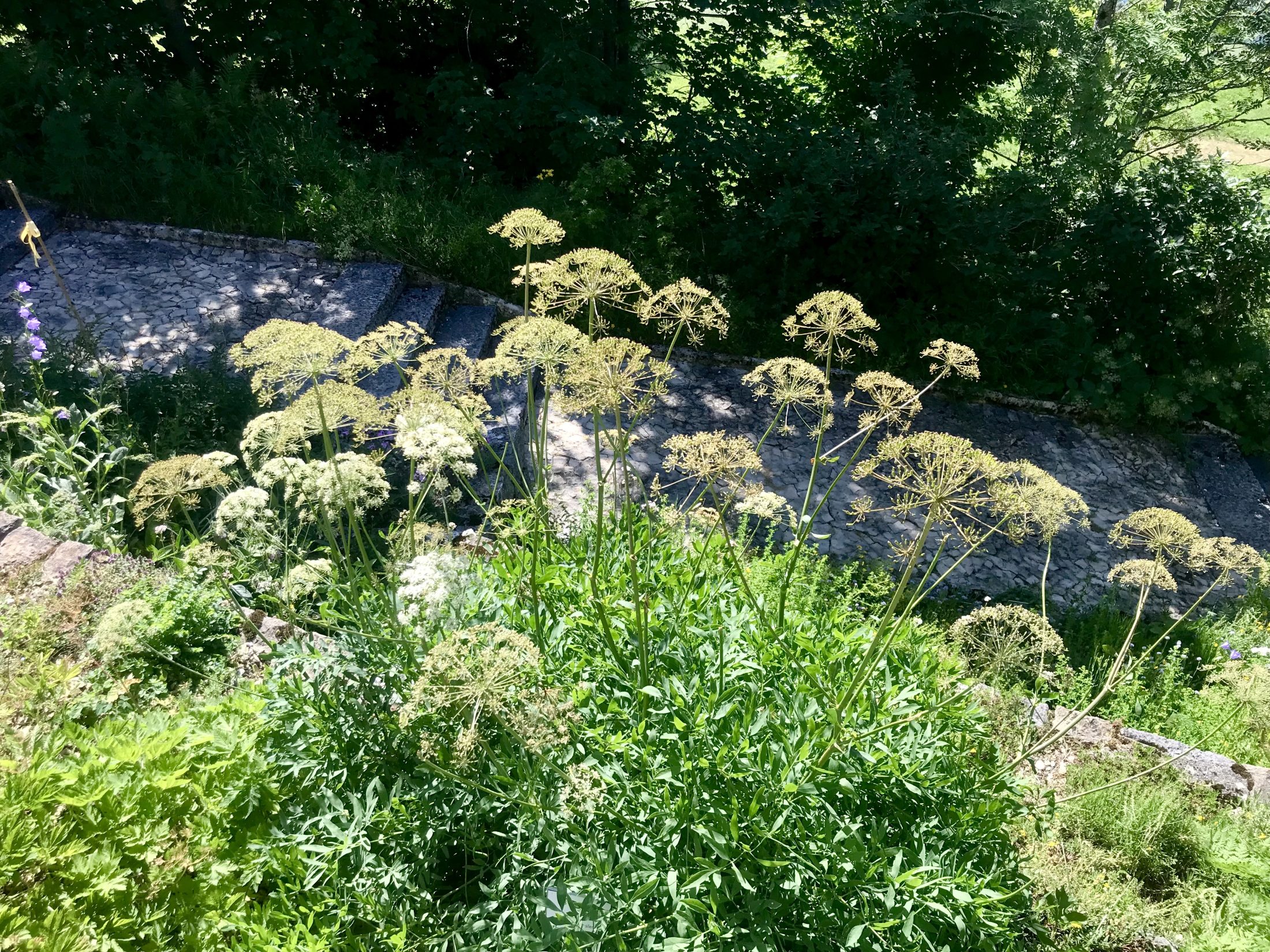 Netzwerk Naturgarten, Wilde Kräuter – entdecken und essen 24.6.25