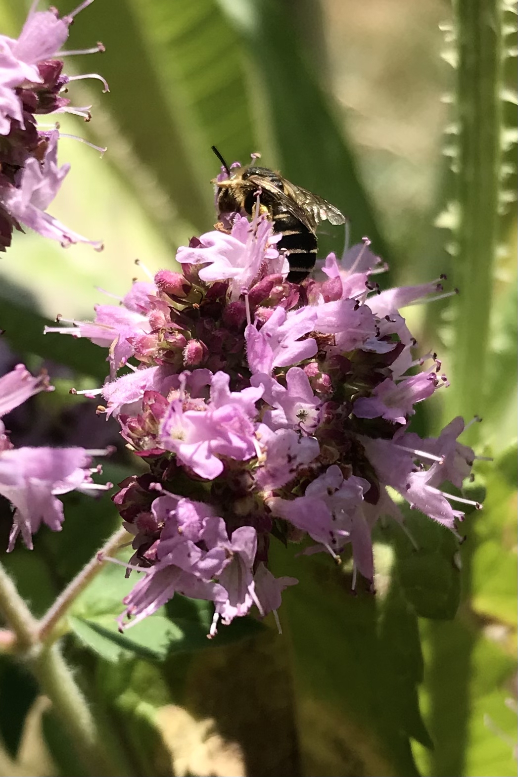 Netzwerk Naturgarten, Schulnaturgarten Horriwil 2025