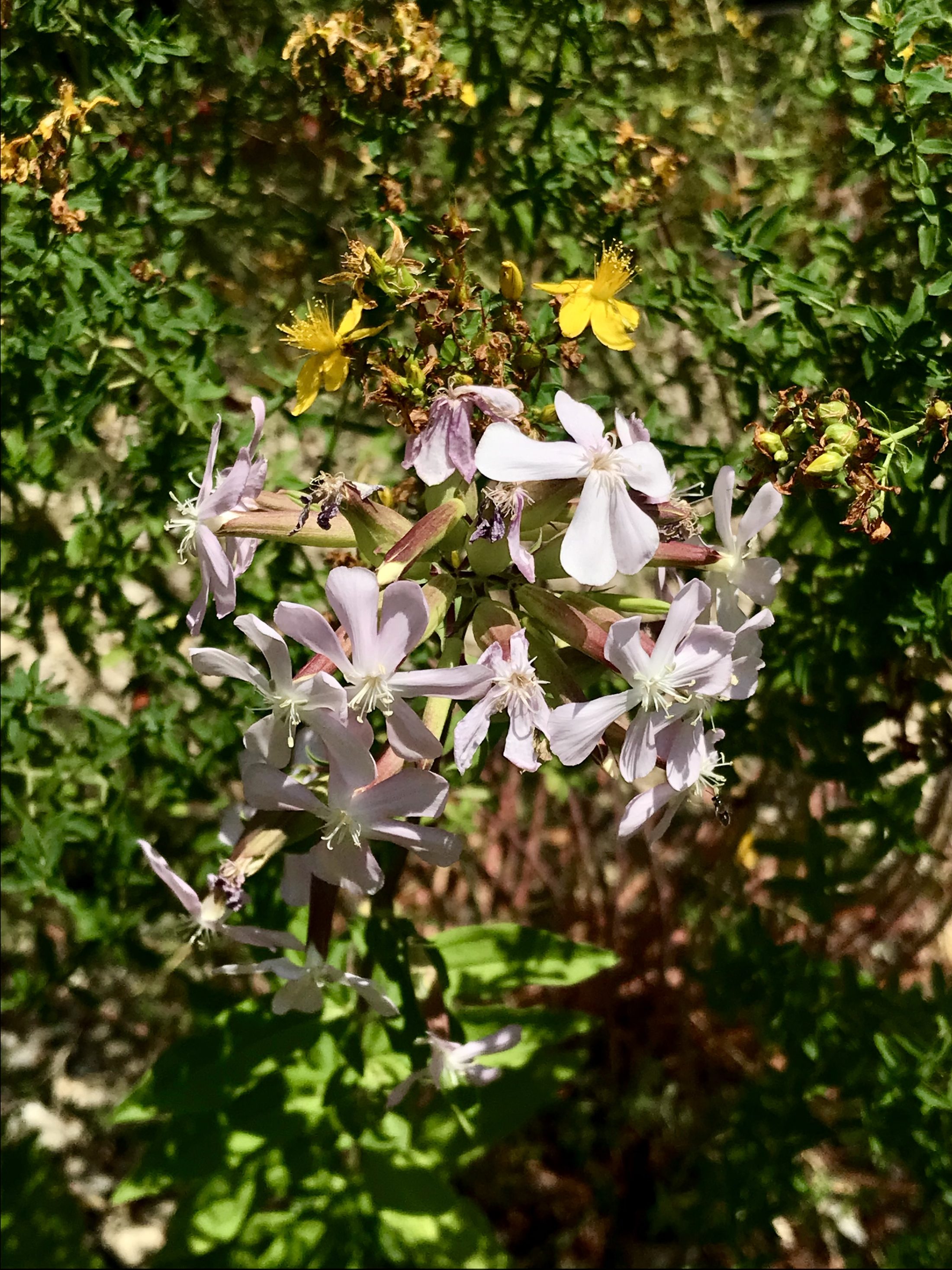 Netzwerk Naturgarten, Schulnaturgarten Horriwil 2025