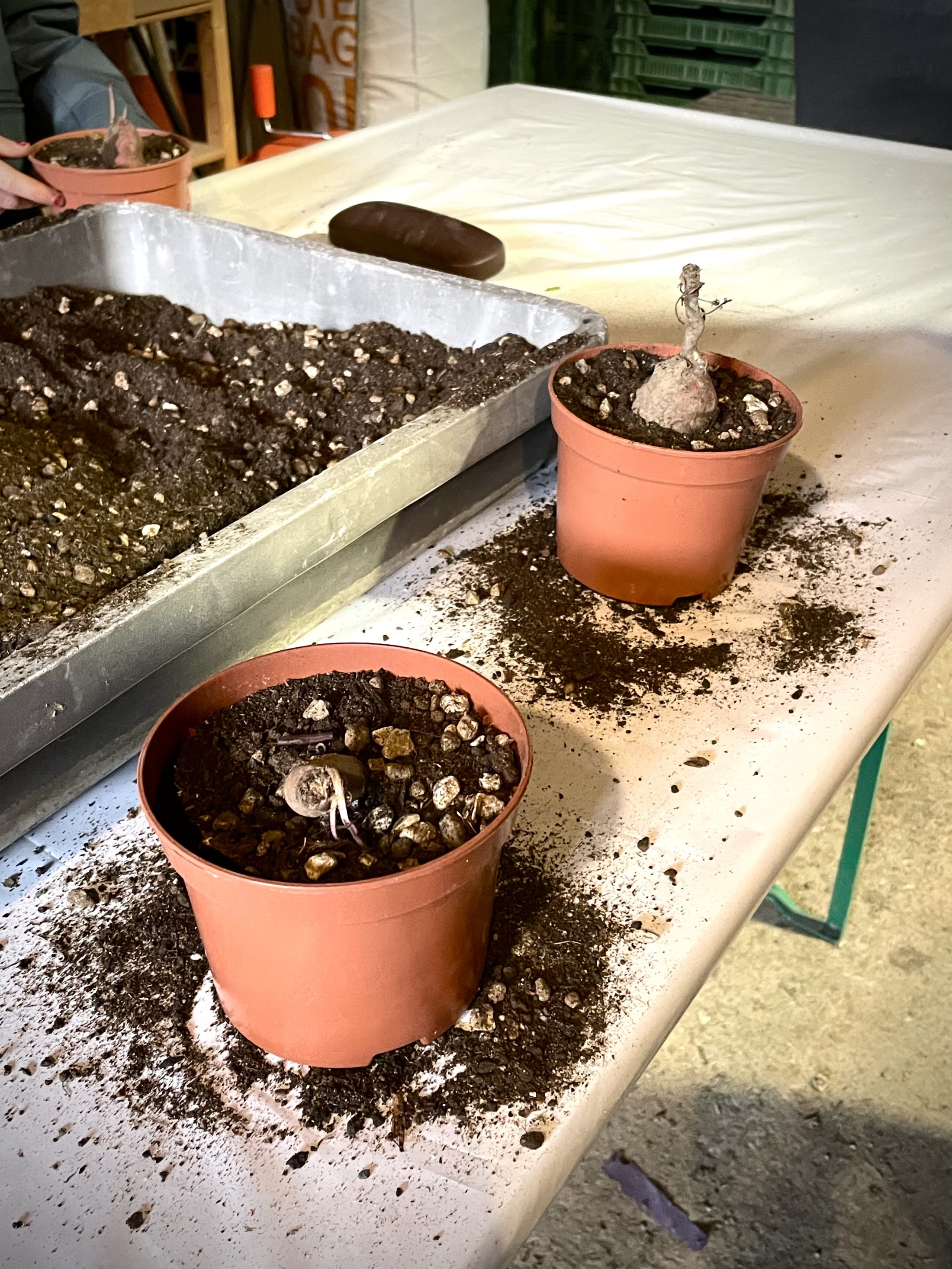 Netzwerk Naturgarten, Vom Sämli in den Topf – Rückblick