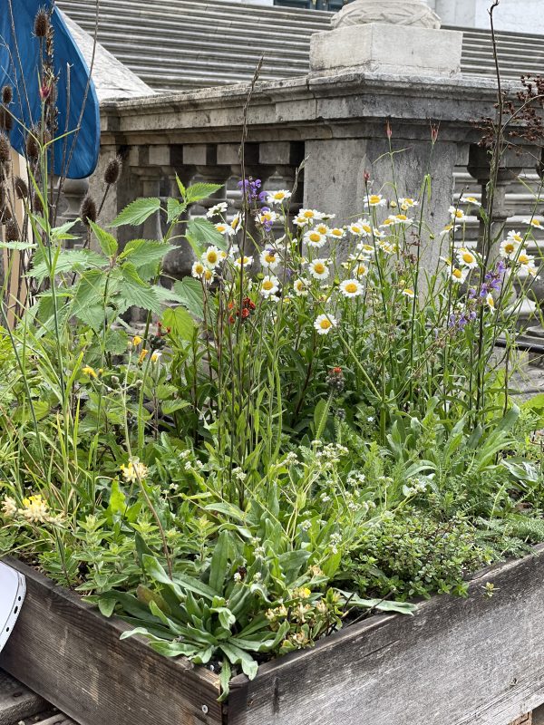 Netzwerk Naturgarten, Im Einsatz für die Biodiversität