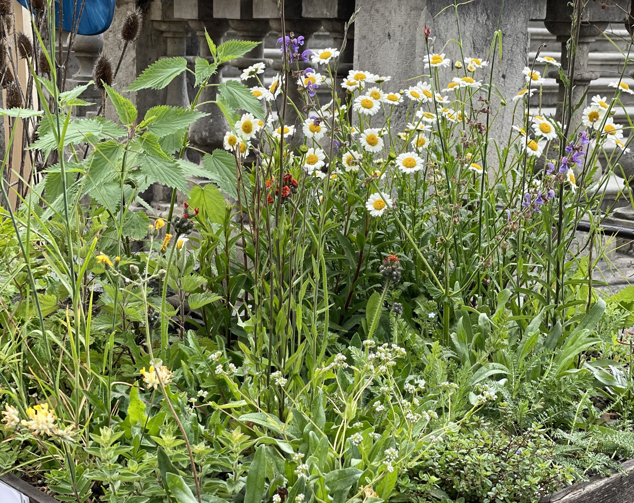 Netzwerk Naturgarten, Im Einsatz für die Biodiversität