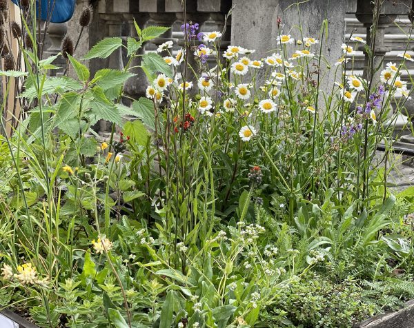 Netzwerk Naturgarten, Im Einsatz für die Biodiversität