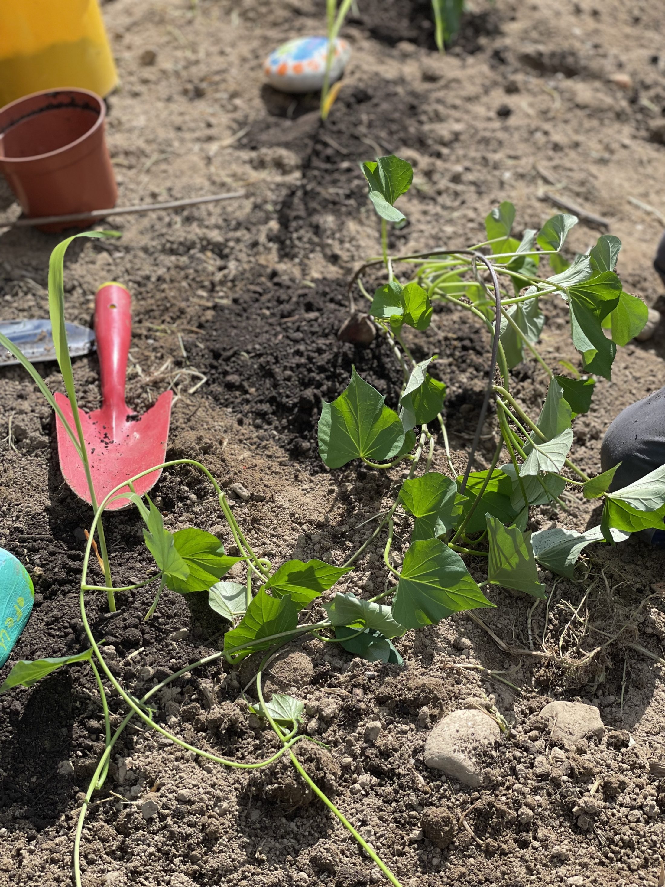 Netzwerk Naturgarten, Vom Topf ins Beet – Rückblick