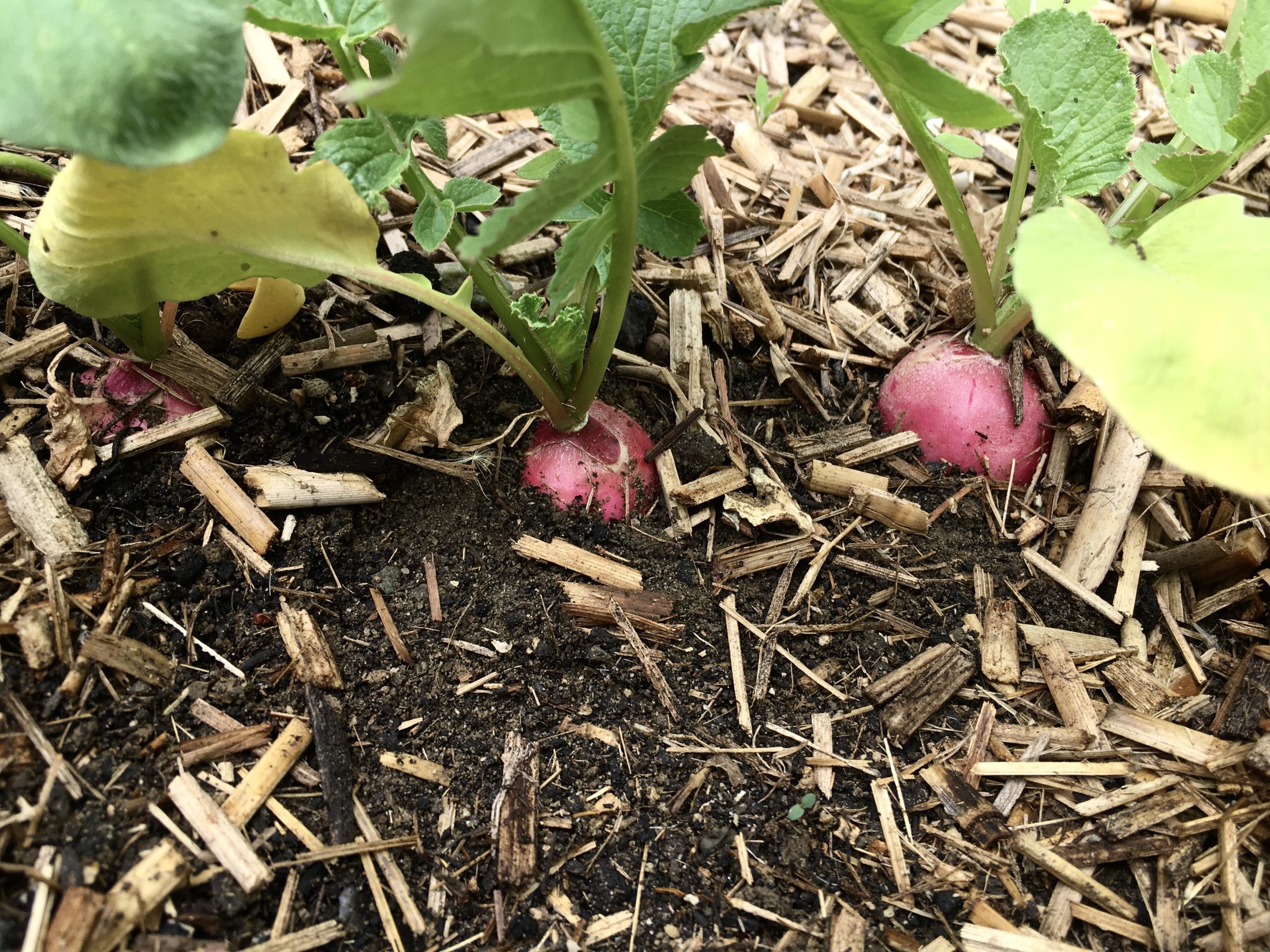 Netzwerk Naturgarten, Pilotprojekt «Schulnaturgarten»