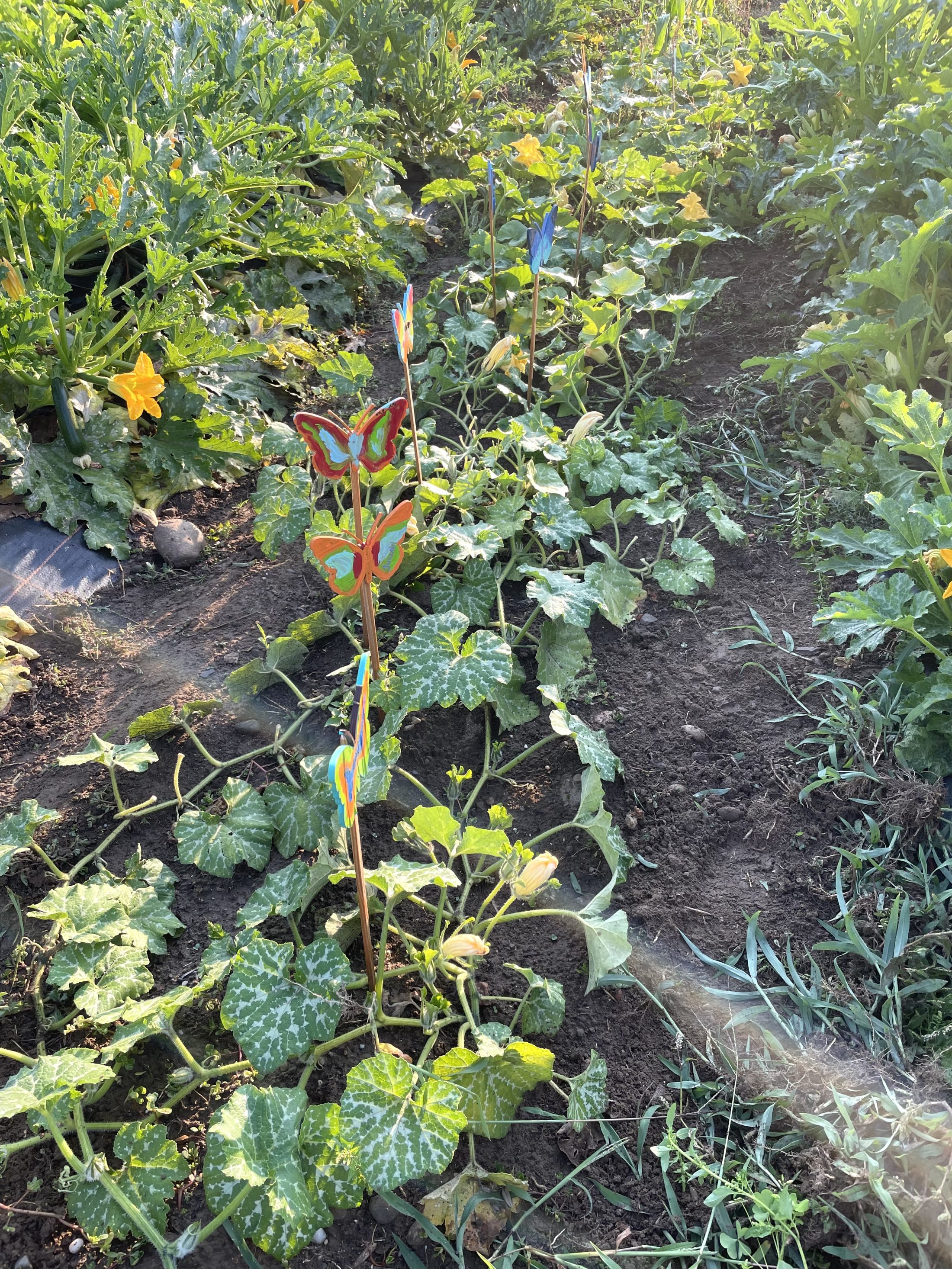 Netzwerk Naturgarten, Es wächst und gedeiht – Update zum dreiteiligen Gartenerlebnis
