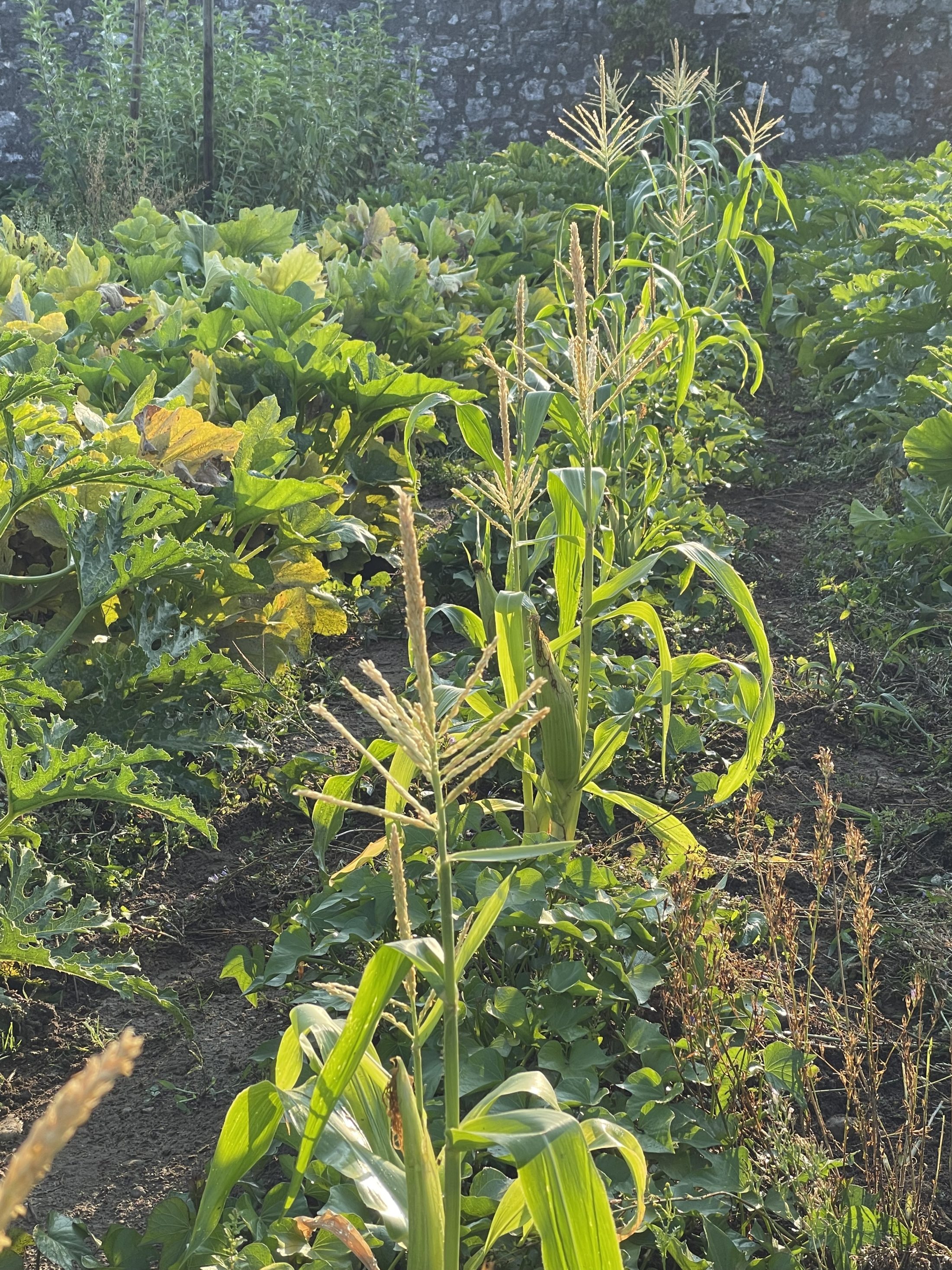Netzwerk Naturgarten, Es wächst und gedeiht – Update zum dreiteiligen Gartenerlebnis