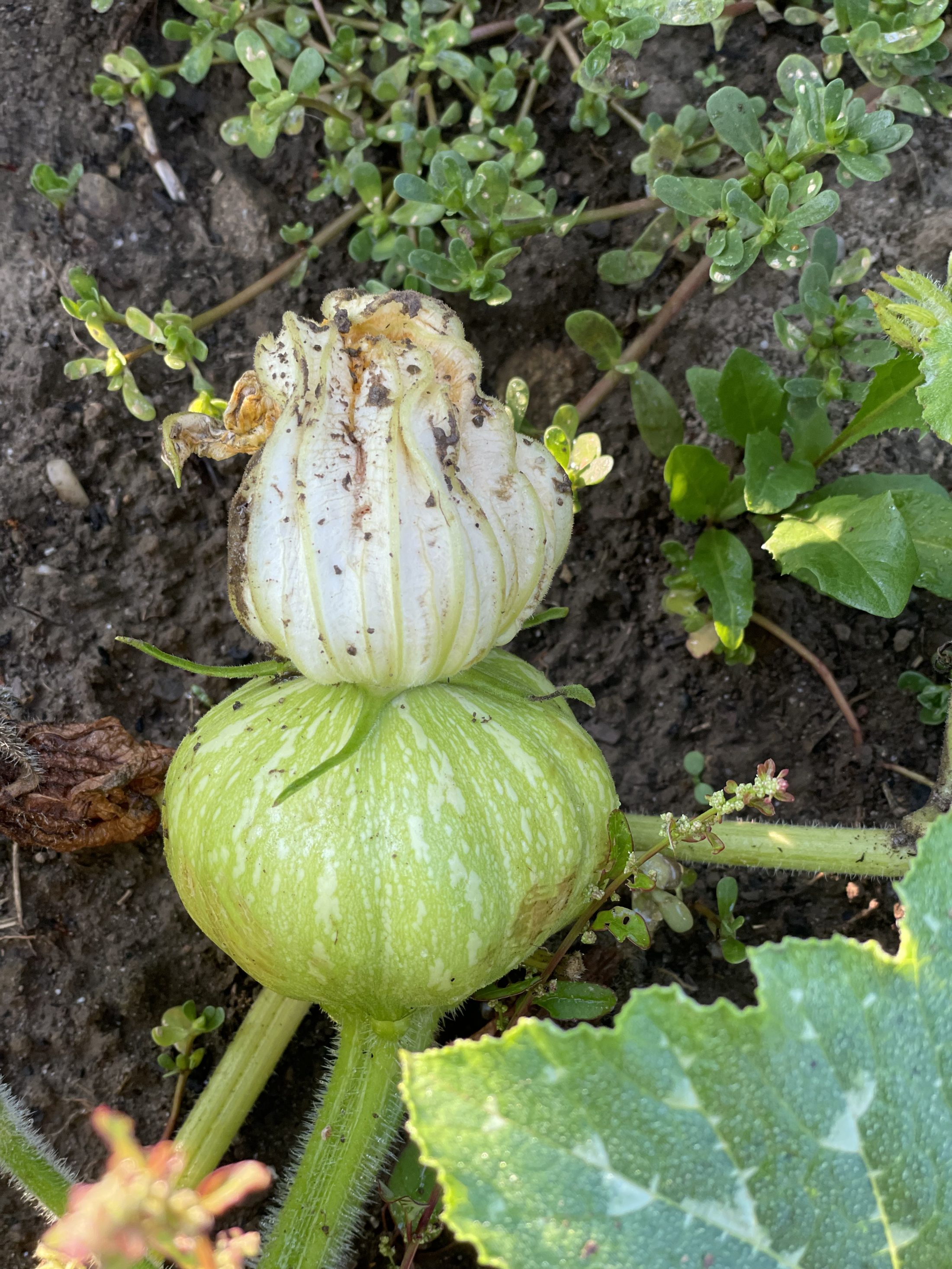 Netzwerk Naturgarten, Es wächst und gedeiht – Update zum dreiteiligen Gartenerlebnis