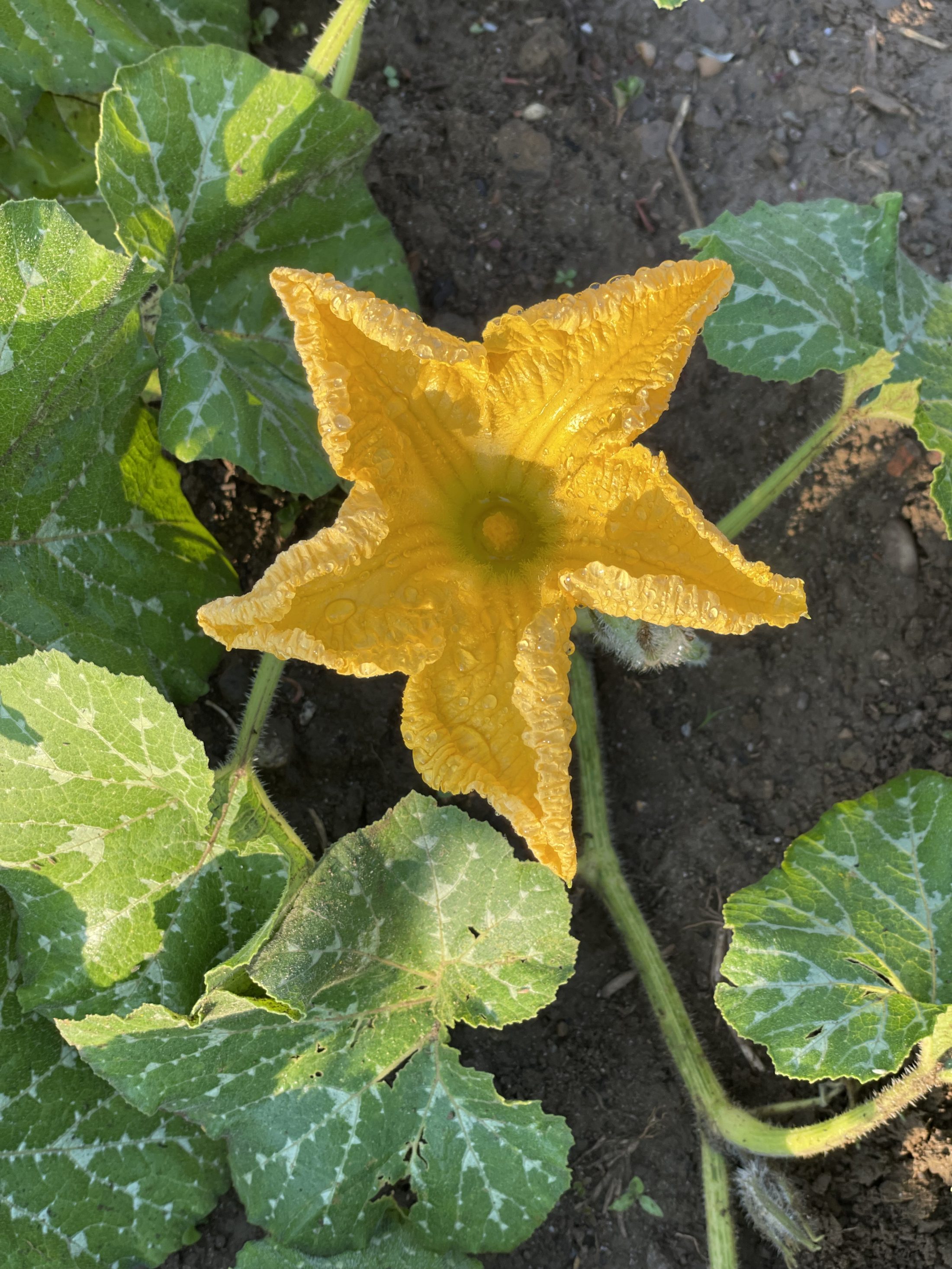 Netzwerk Naturgarten, Es wächst und gedeiht – Update zum dreiteiligen Gartenerlebnis