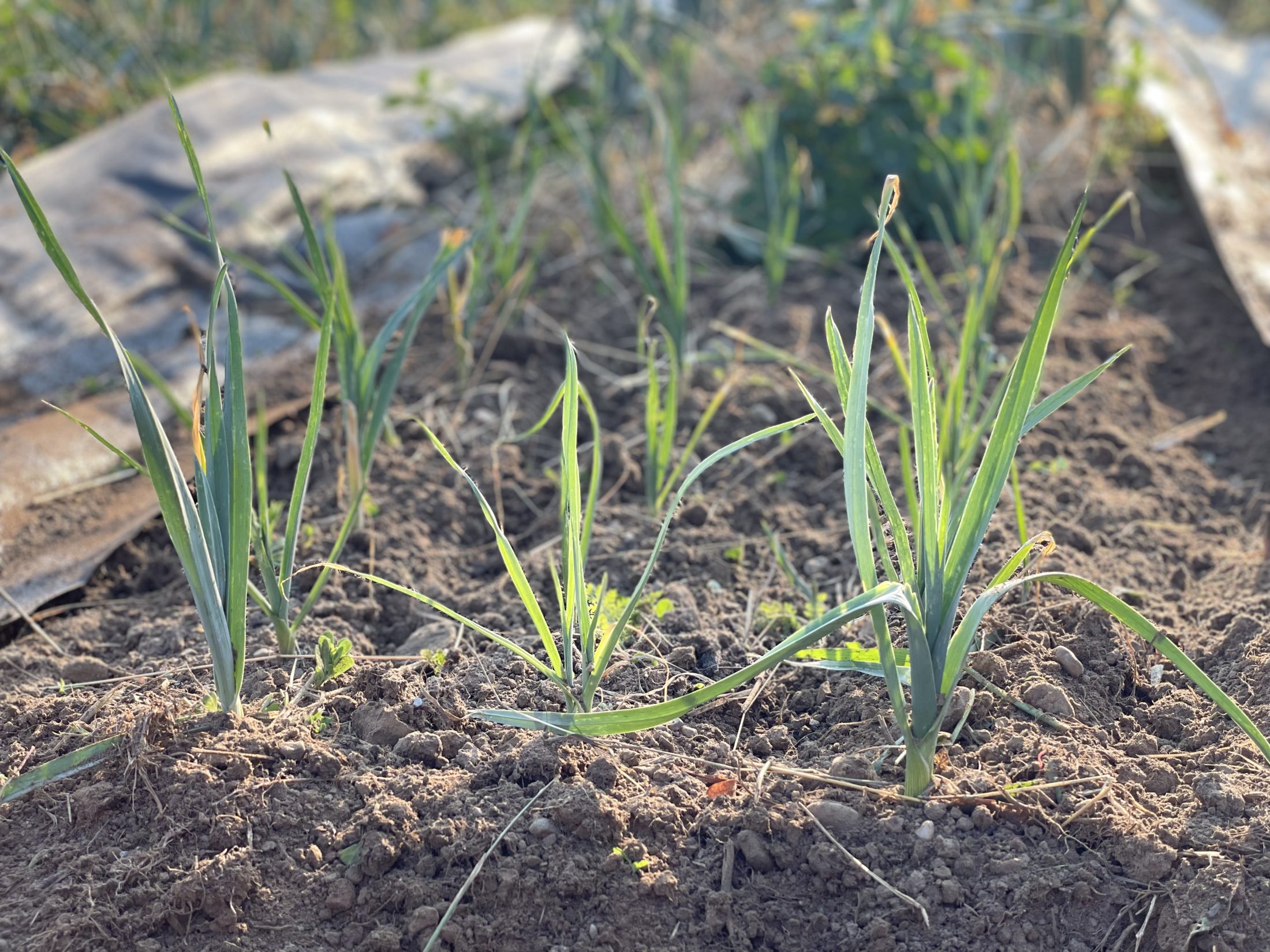 Netzwerk Naturgarten, Es wächst und gedeiht – Update zum dreiteiligen Gartenerlebnis