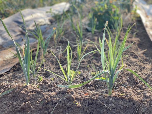 Netzwerk Naturgarten, Es wächst und gedeiht – Update zum dreiteiligen Gartenerlebnis