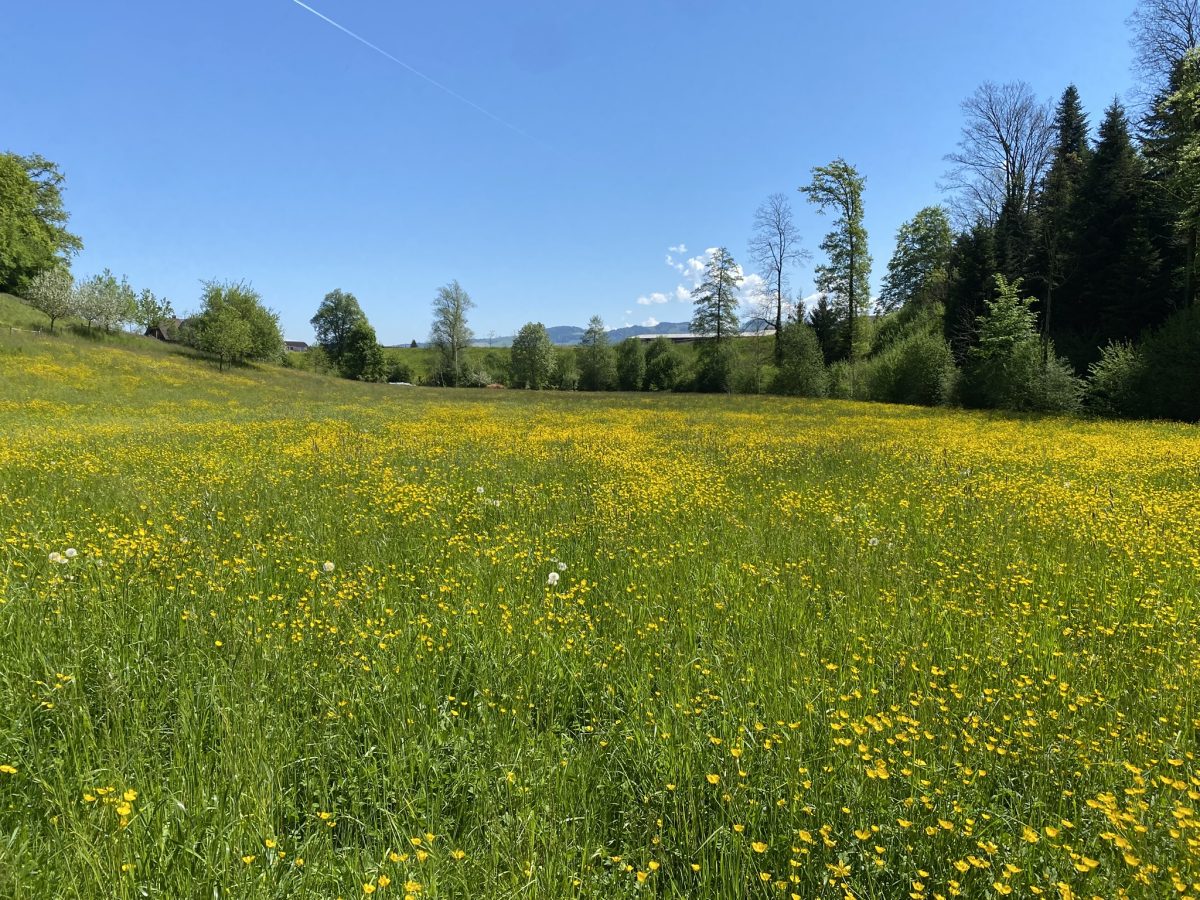 Netzwerk Naturgarten, Sensenkurs für AnfängerInnen & Fortgeschrittene