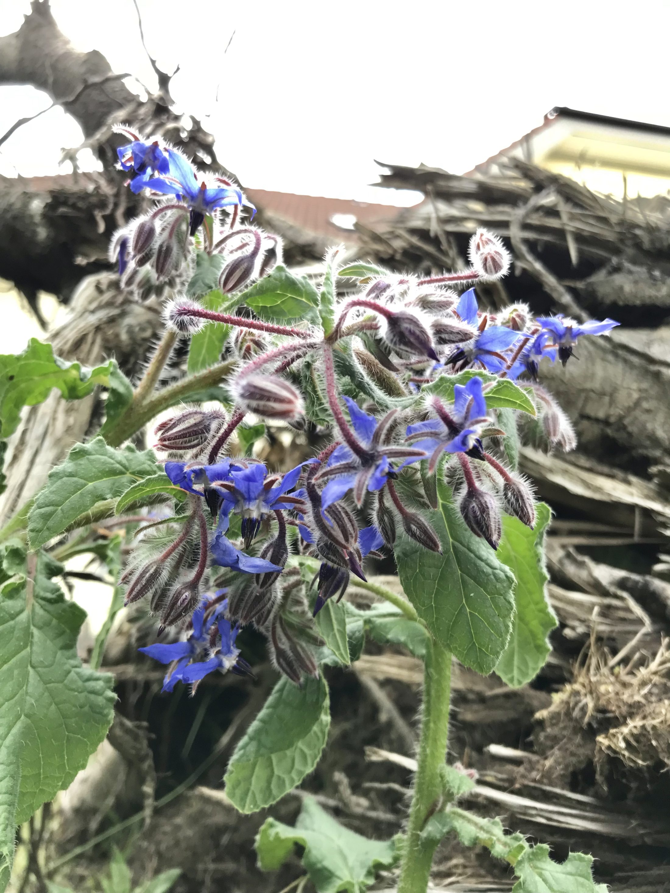 Netzwerk Naturgarten, Schulnaturgarten Horriwil 2025