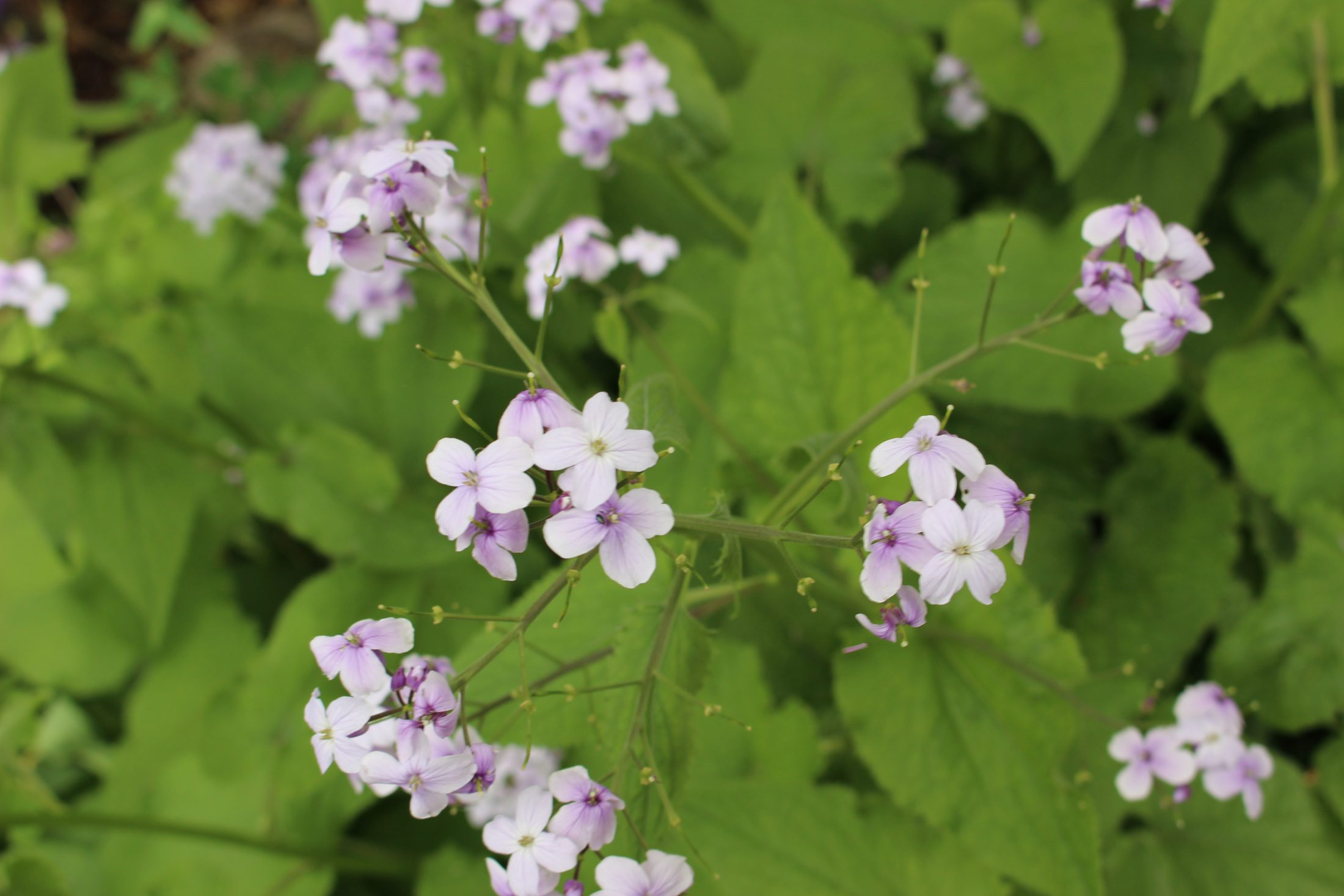 Netzwerk Naturgarten, 1. Mitgliederversammlung