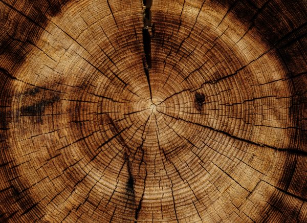 Netzwerk Naturgarten, Kassier:in (5-10 %) gesucht