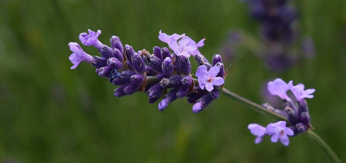 Netzwerk Naturgarten, Setzlingsmarkt Weggis