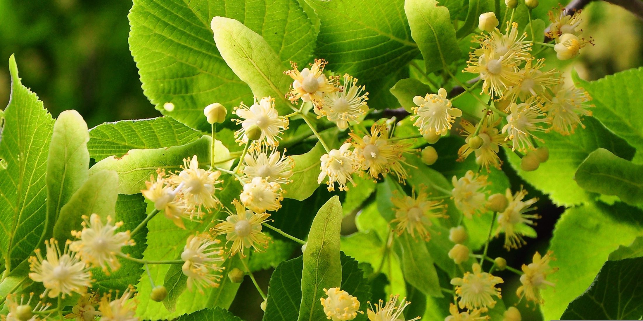 Netzwerk Naturgarten, Unser Team wächst