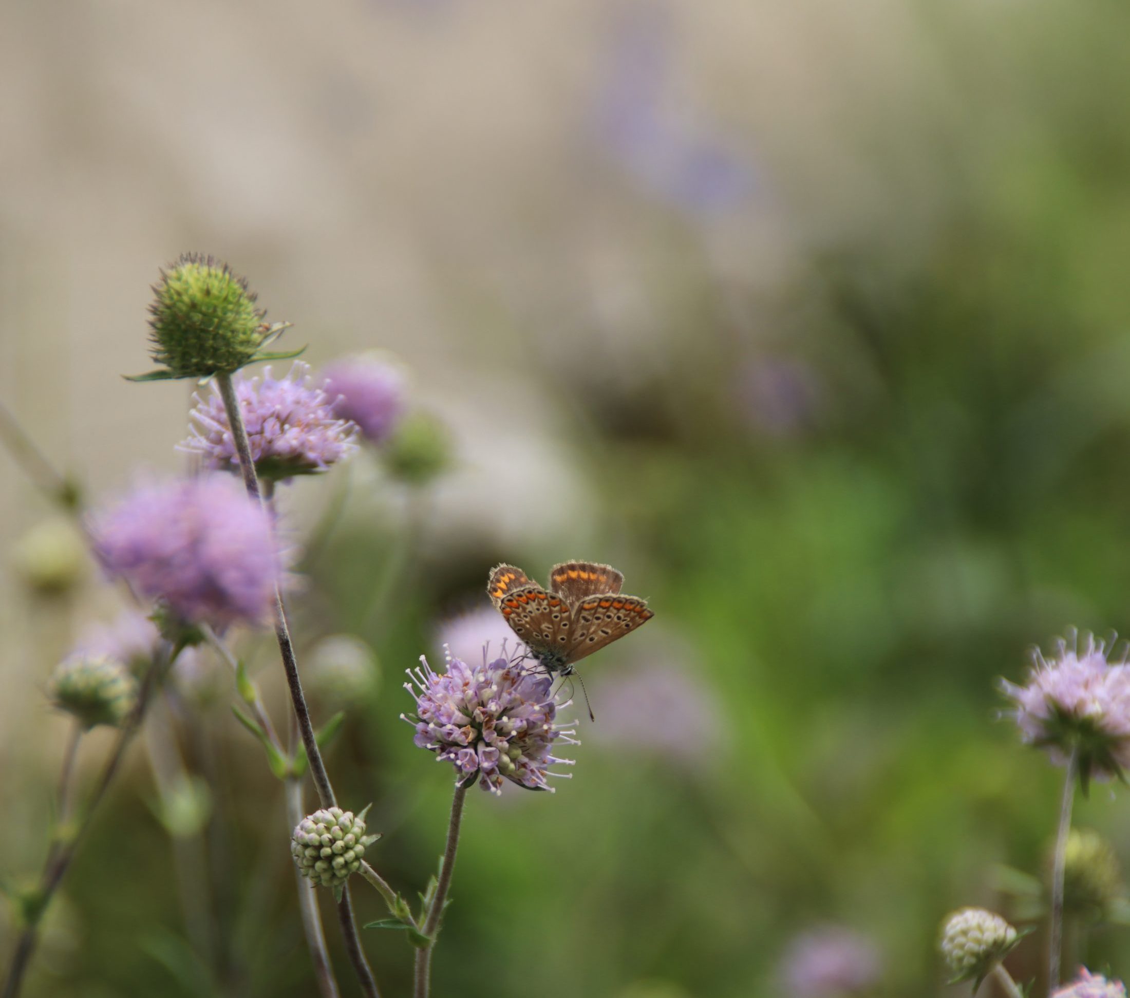Netzwerk Naturgarten, Testinserat frontend