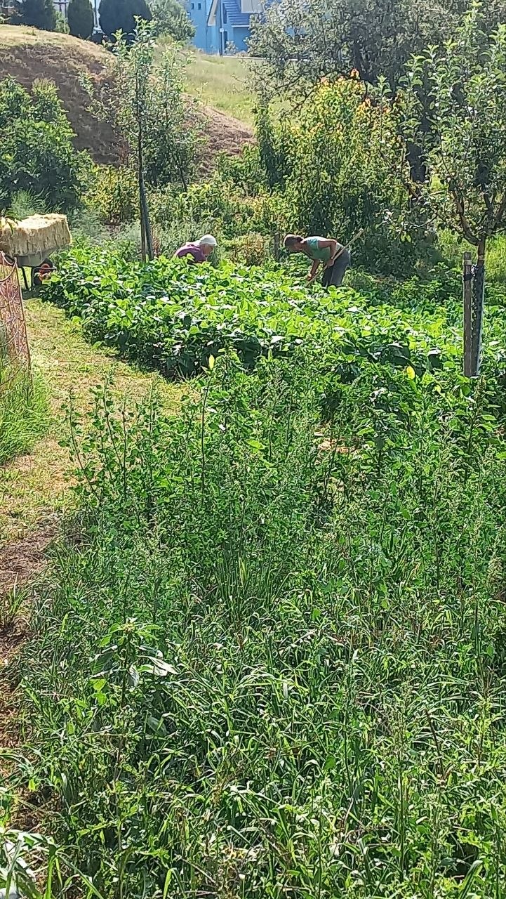 Netzwerk Naturgarten, Herzhacke oder Herzhaue gesucht