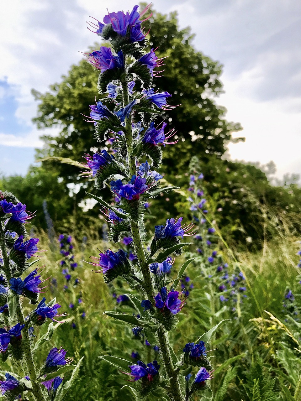Netzwerk Naturgarten, Biodiversitätstag der Stadt Solothurn