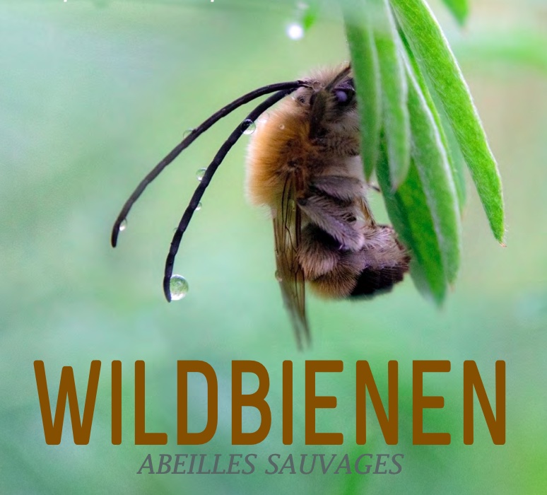 Netzwerk Naturgarten, Wildbienen-Sonderausstellung